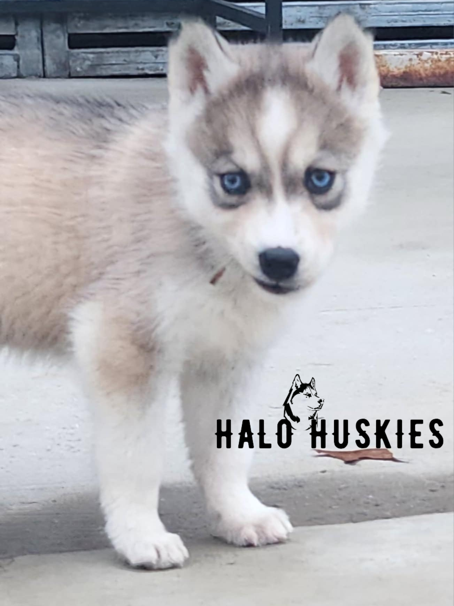 Sold: Sable Husky Puppy (Kira’s Female #6) — Halo Huskies