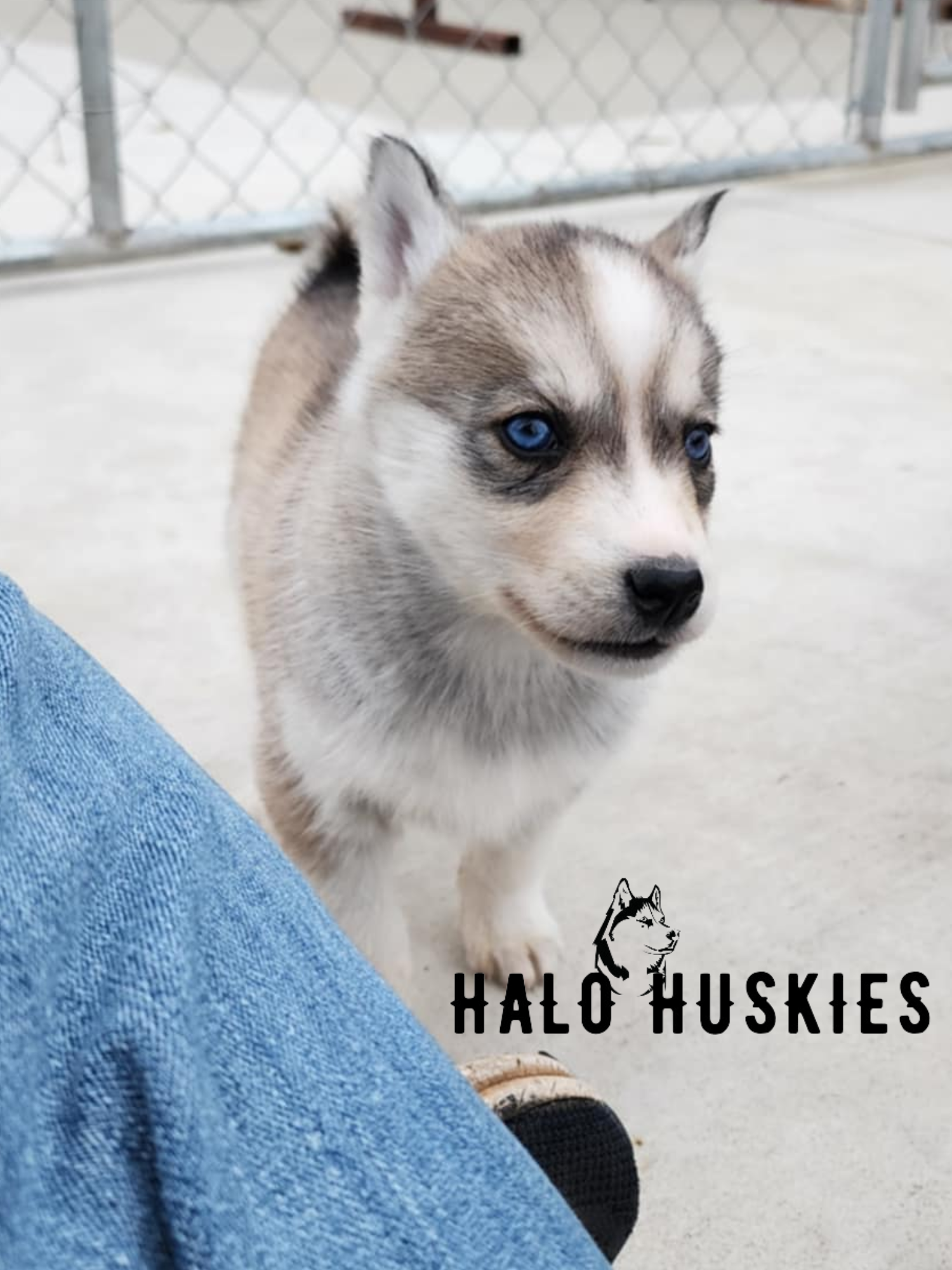 Sold: Sable Husky Puppy (Kira’s Female #6) — Halo Huskies