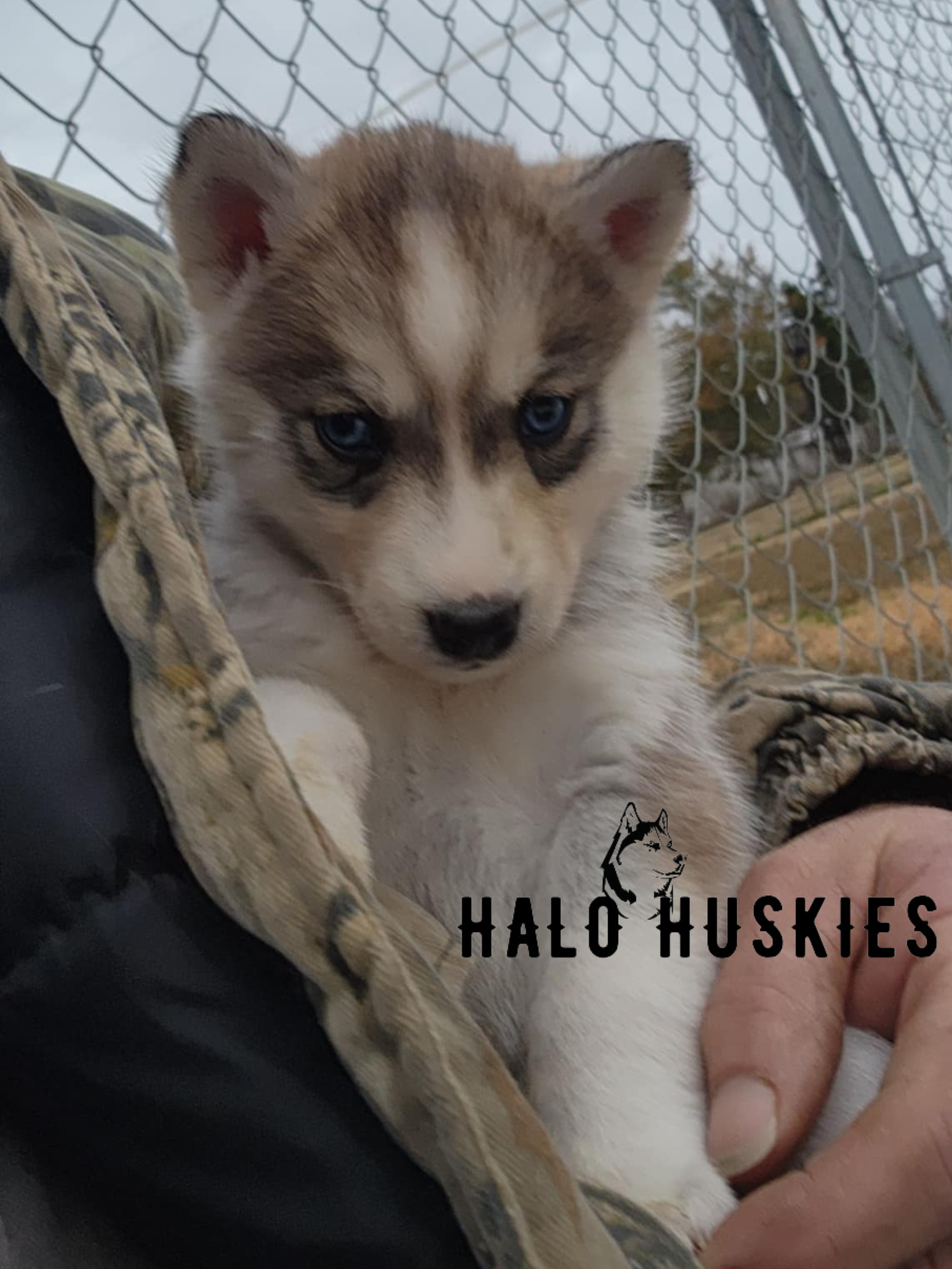 Sold: Sable Husky Puppy (Kira’s Female #6) — Halo Huskies