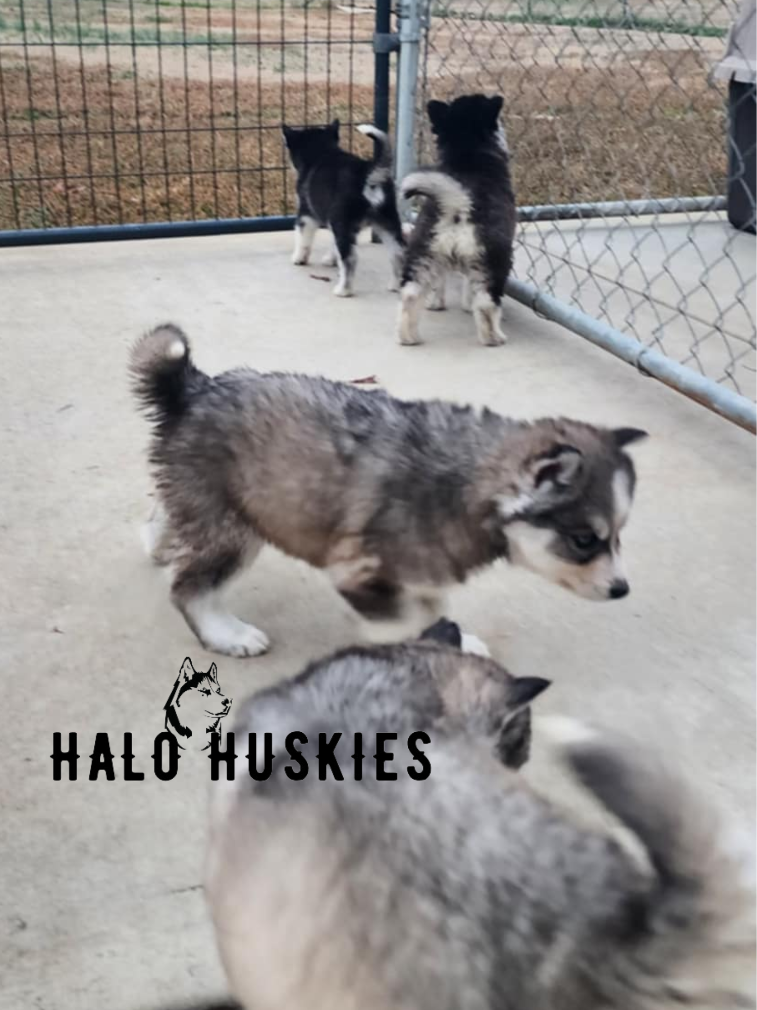 Sold: Sable Husky Puppy (Kira’s Male #5) — Halo Huskies