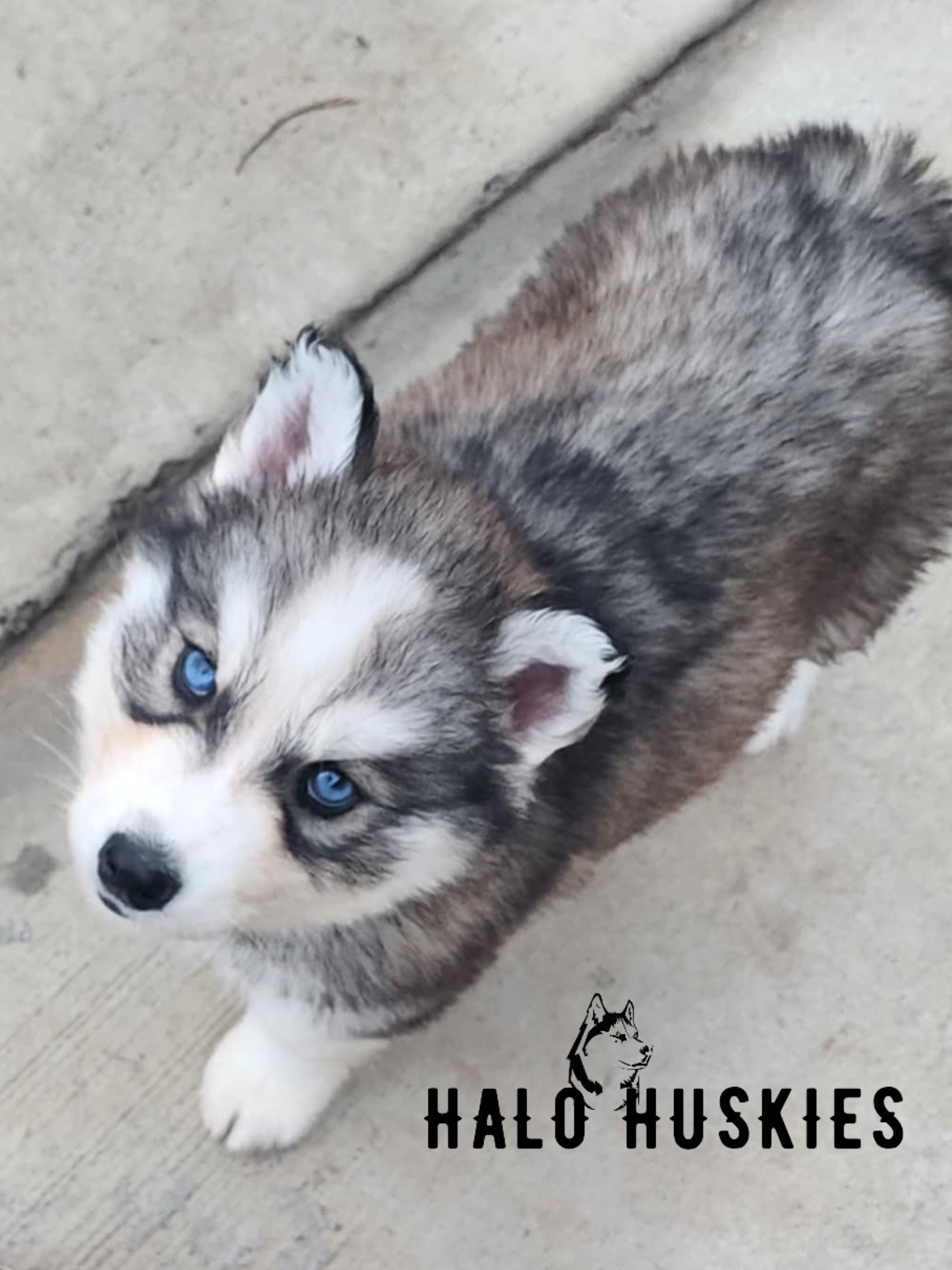 Sold: Sable Husky Puppy (Kira’s Male #5) — Halo Huskies