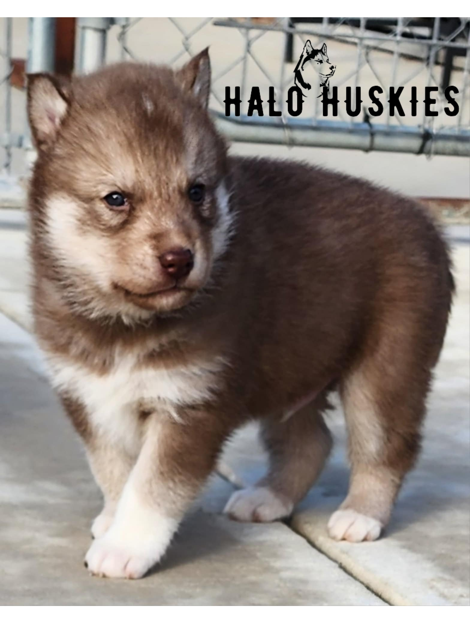 How Rare Is A Red Husky