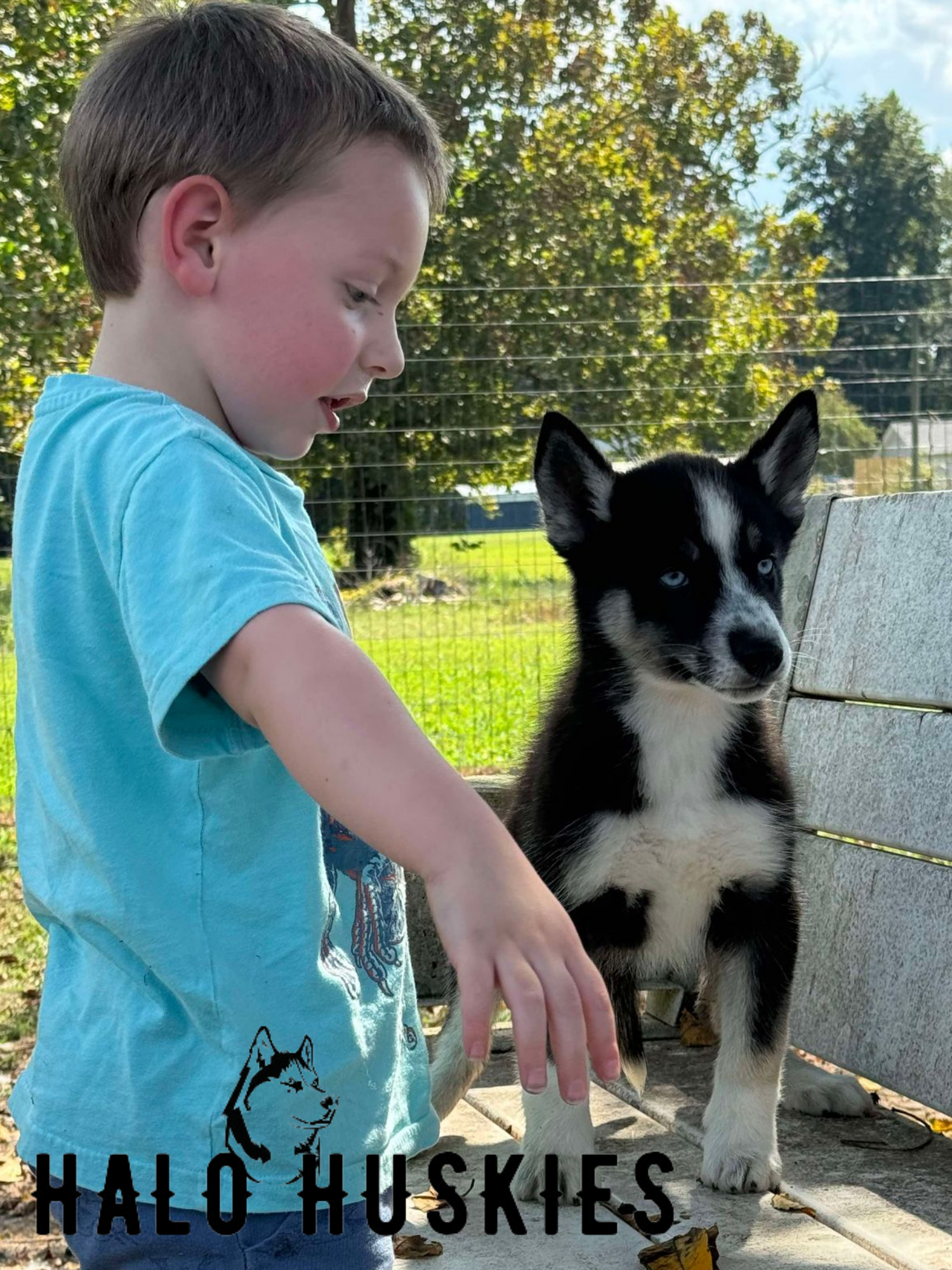 Ruby Clyde Sold: Ruby/Clyde’s Black and Tan Female #4 — Halo Huskies