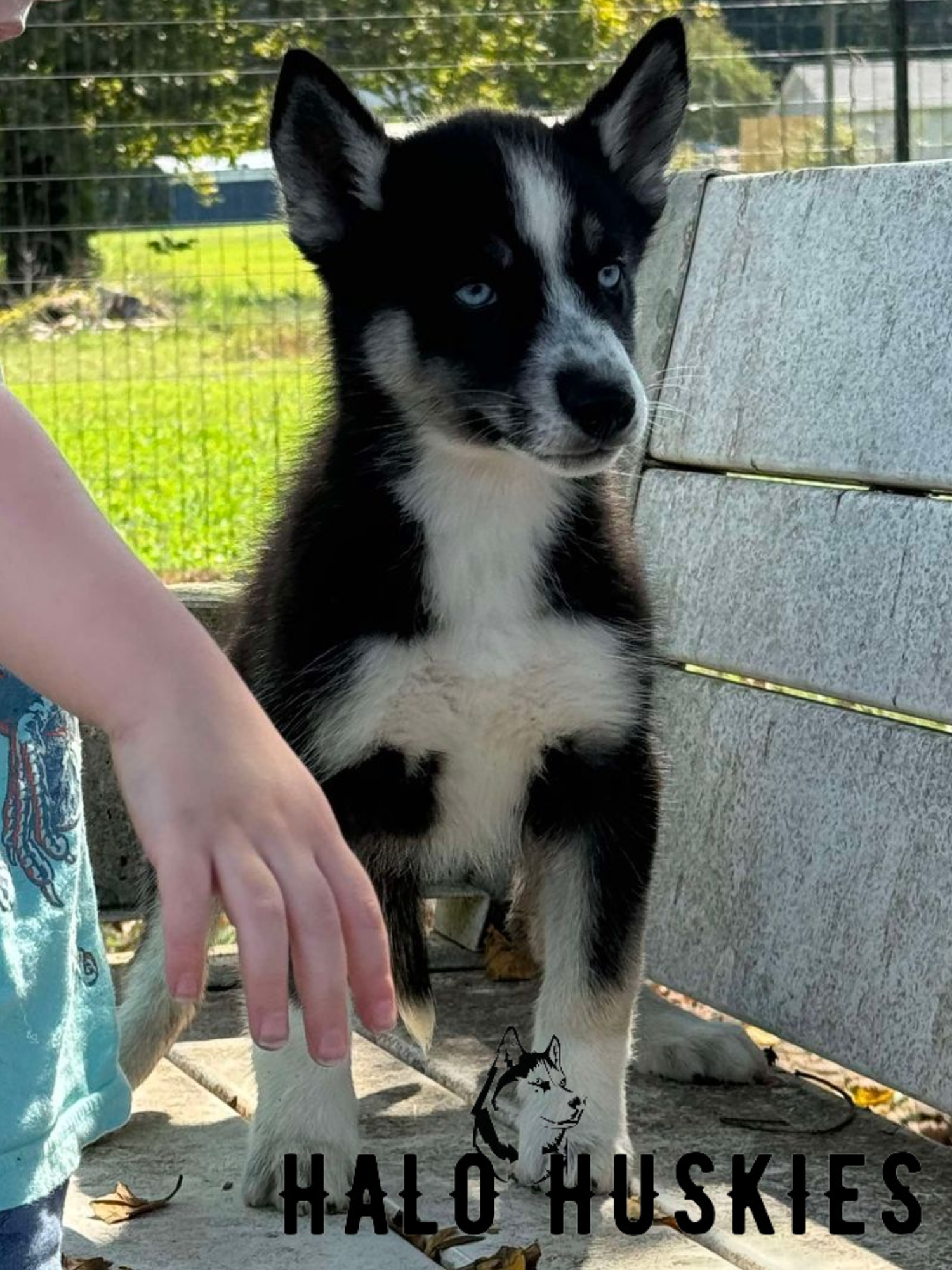 Ruby Clyde Sold: Ruby/Clyde’s Black and Tan Female #4 — Halo Huskies