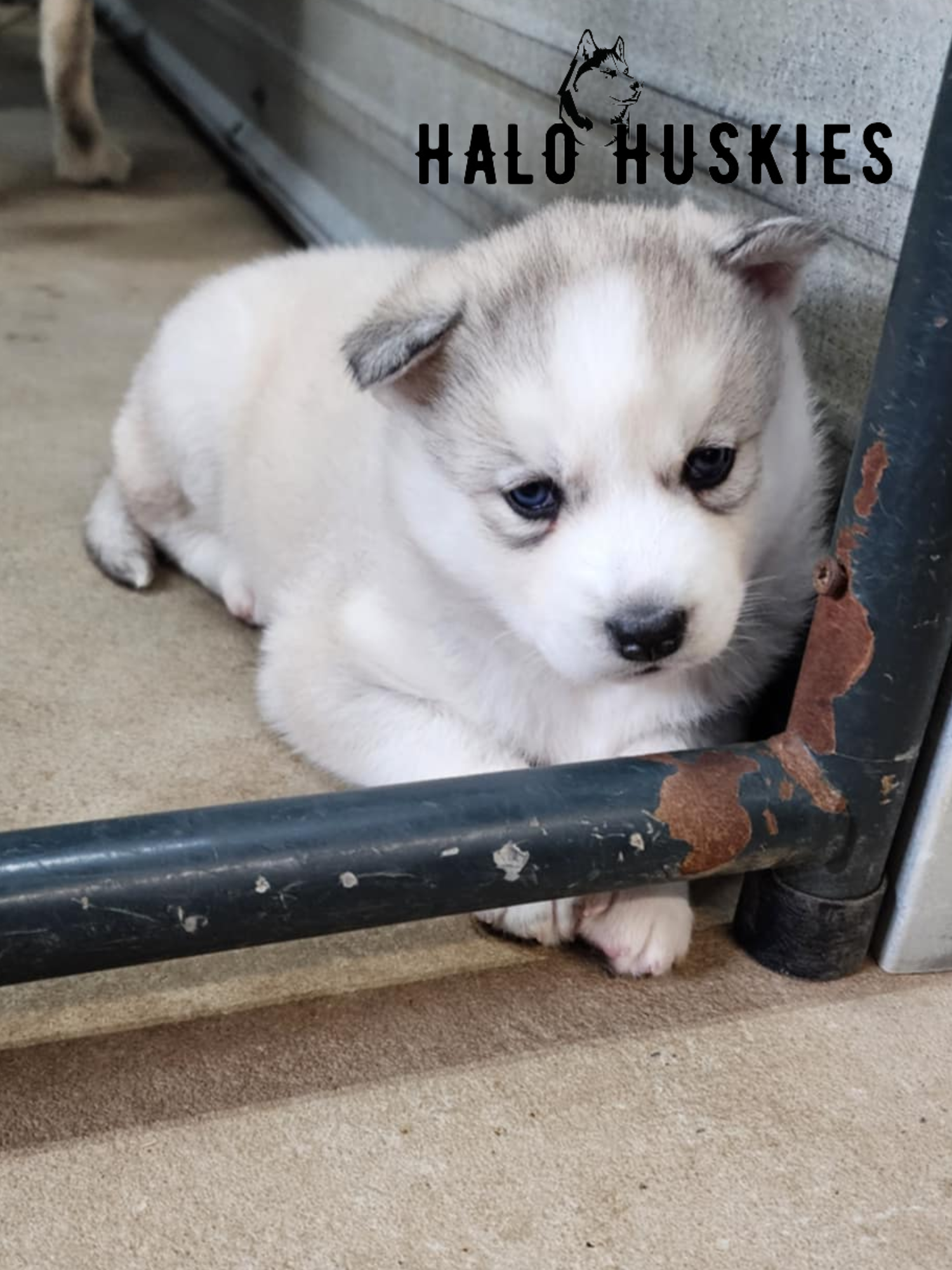 Images Of White Husky Puppies