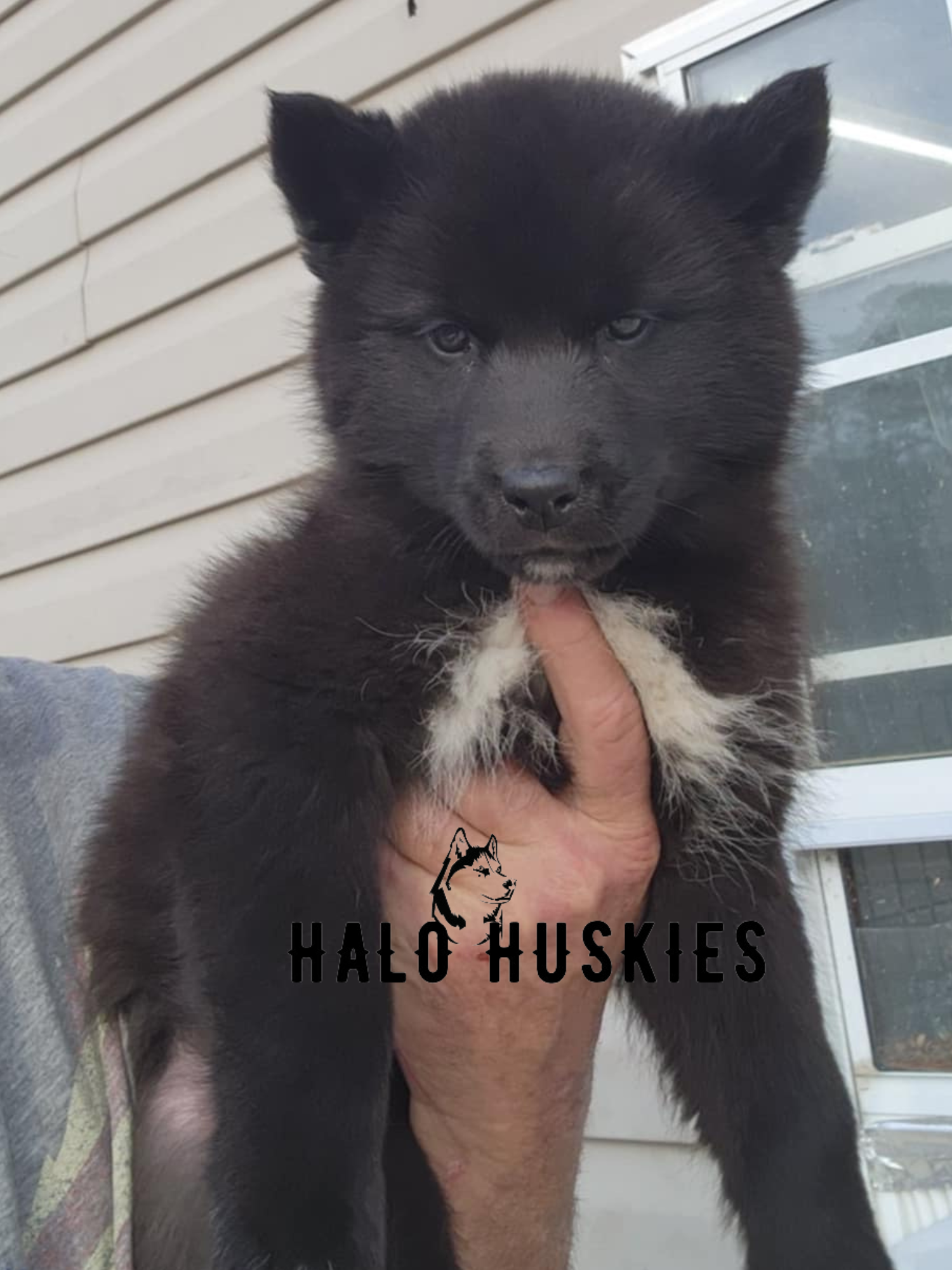 Black Siberian Husky Dog