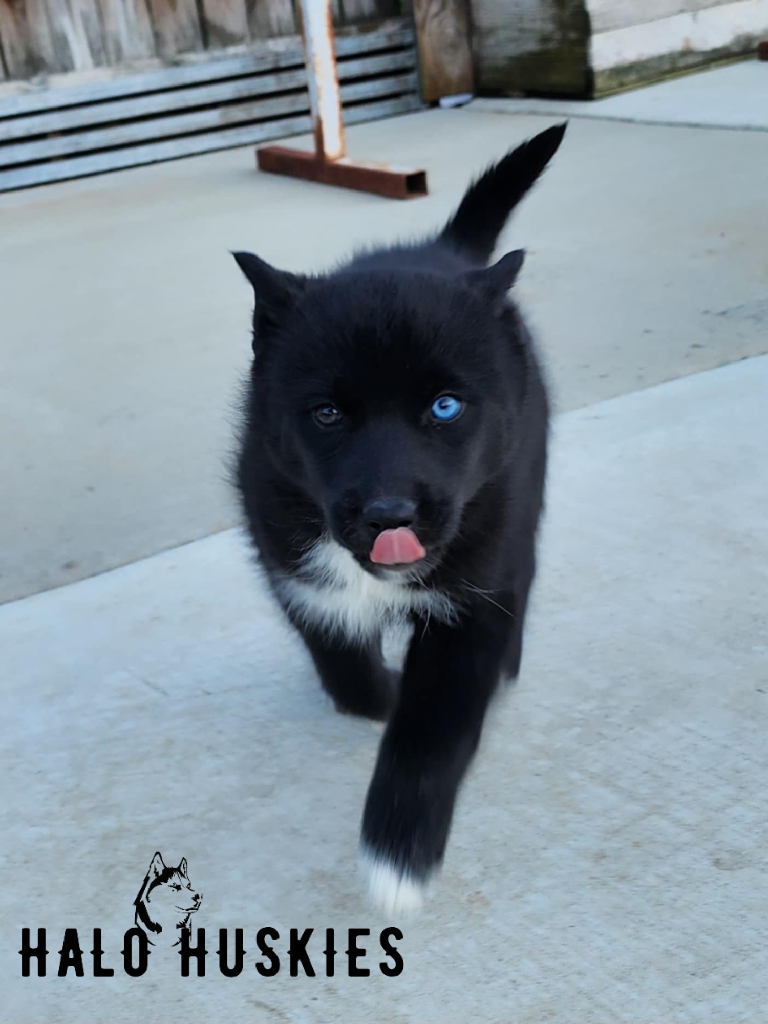 Kilo Leo Female 2 (6).png
