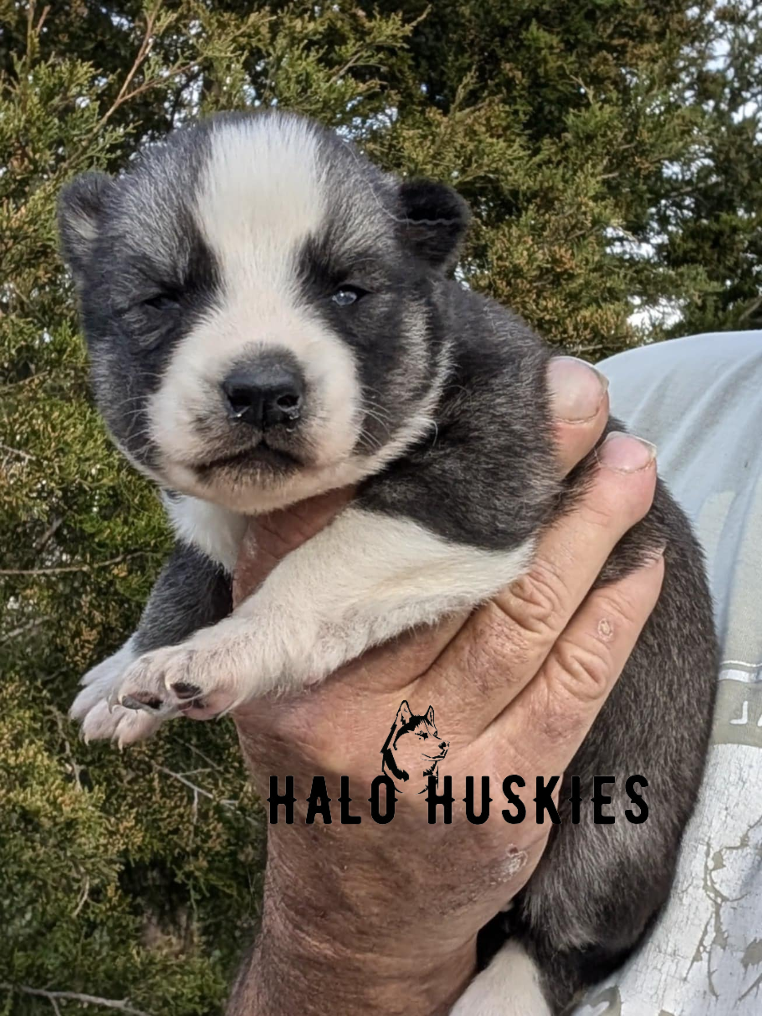 Sold: Agouti Husky Puppy (Ruby’s Female #2) — Halo Huskies