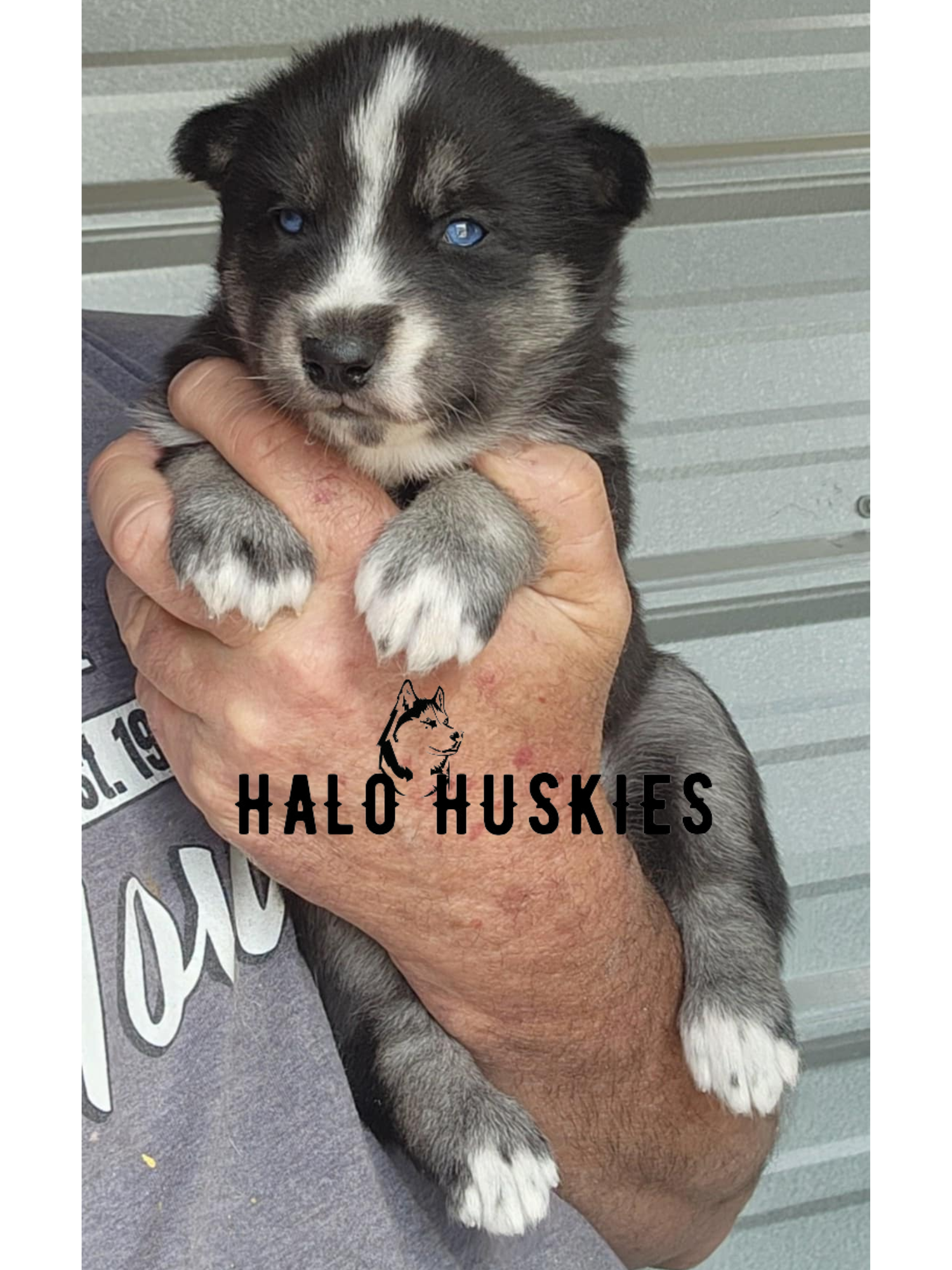 Ruby Clyde Going Home: Ruby/Clyde’s Black and Tan Female #3 — Halo Huskies