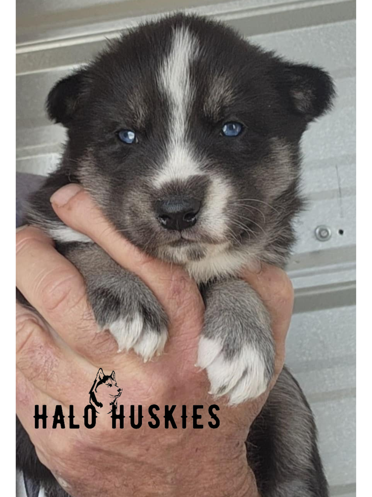 Going Home: Ruby/Clyde’s Black and Tan Female #3 — Halo Huskies
