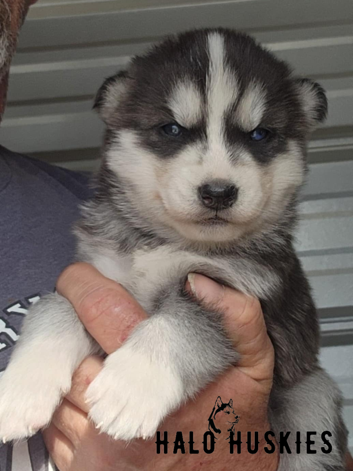 Sold: Black and White Husky Puppy (Ruby’s Female #4) — Halo Huskies