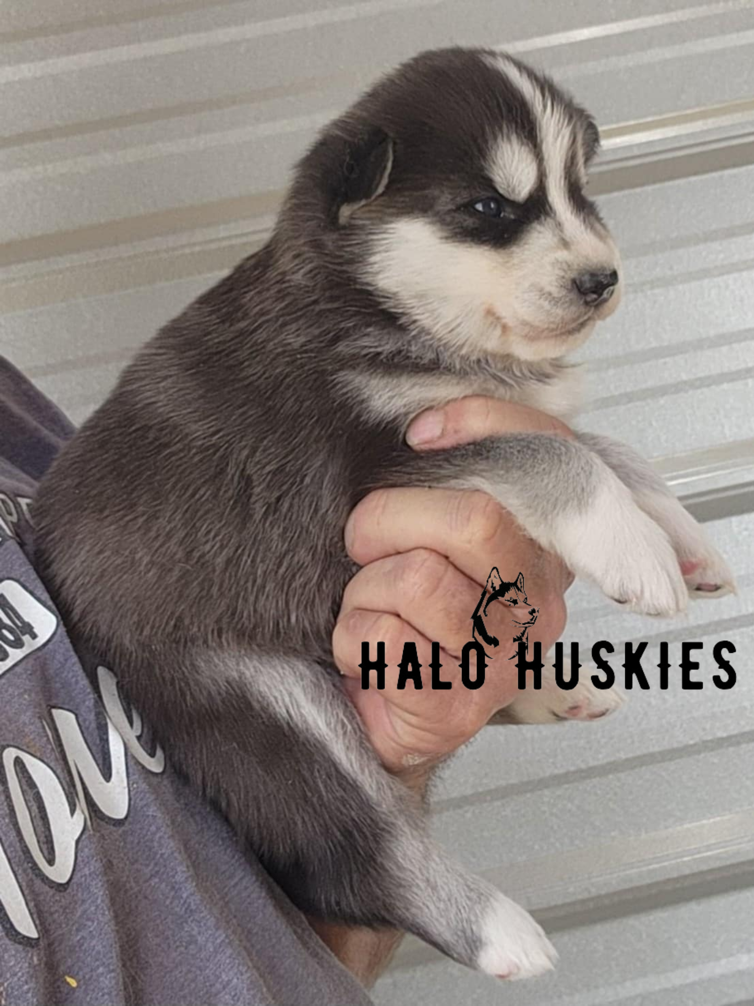 Ruby Clyde Sold: Black and White Husky Puppy (Ruby’s Female #4) — Halo Huskies