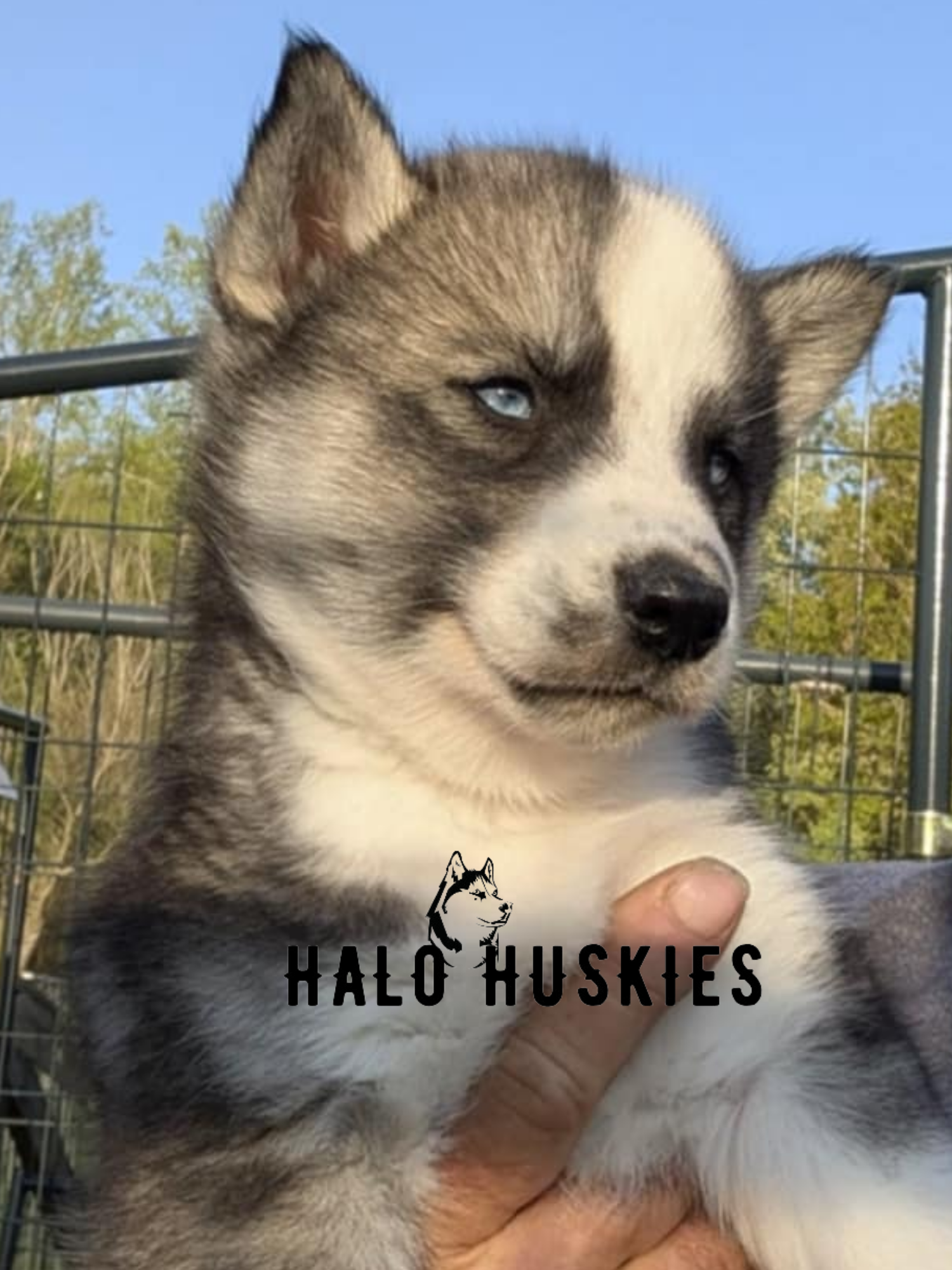 Ruby Clyde Sold: Agouti Husky Puppy (Ruby’s Female #2) — Halo Huskies