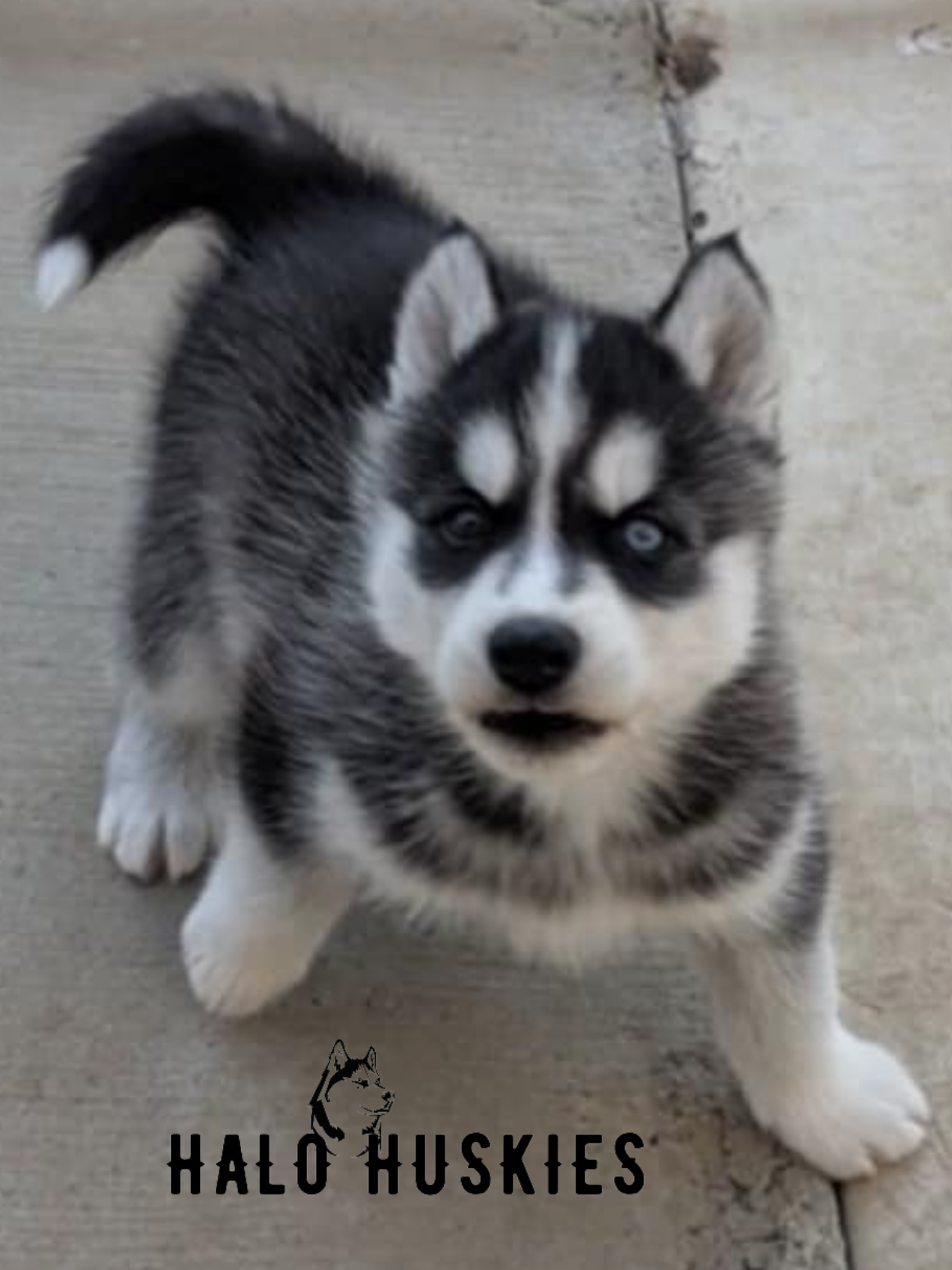 Ruby Clyde Sold: Black and White Husky Puppy (Ruby’s Female #4) — Halo Huskies