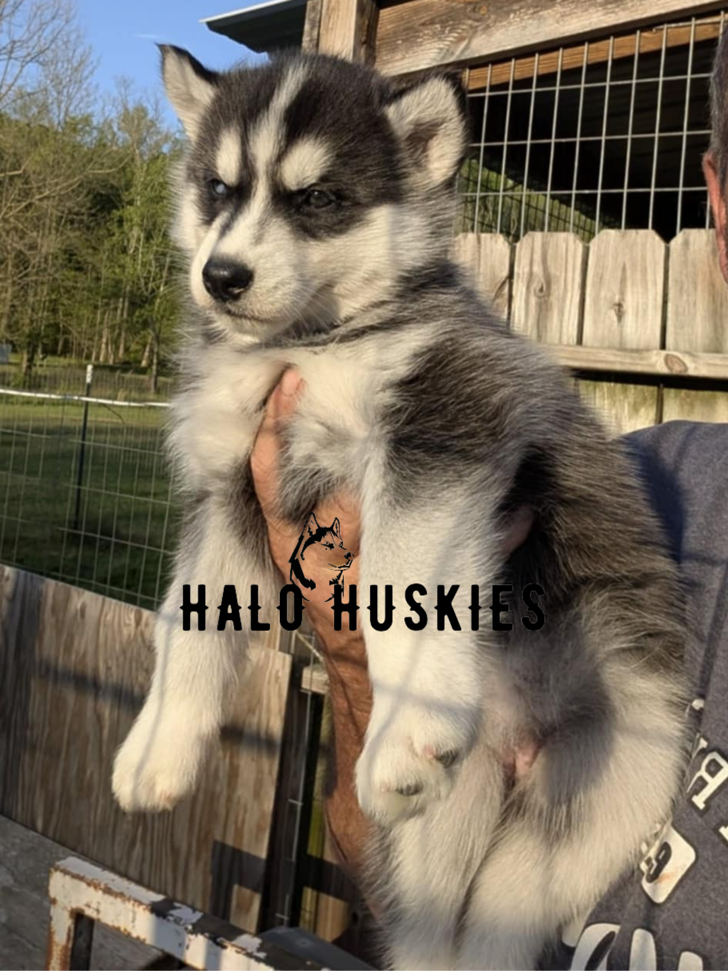 Sold: Black and White Husky Puppy (Ruby’s Female #4) — Halo Huskies