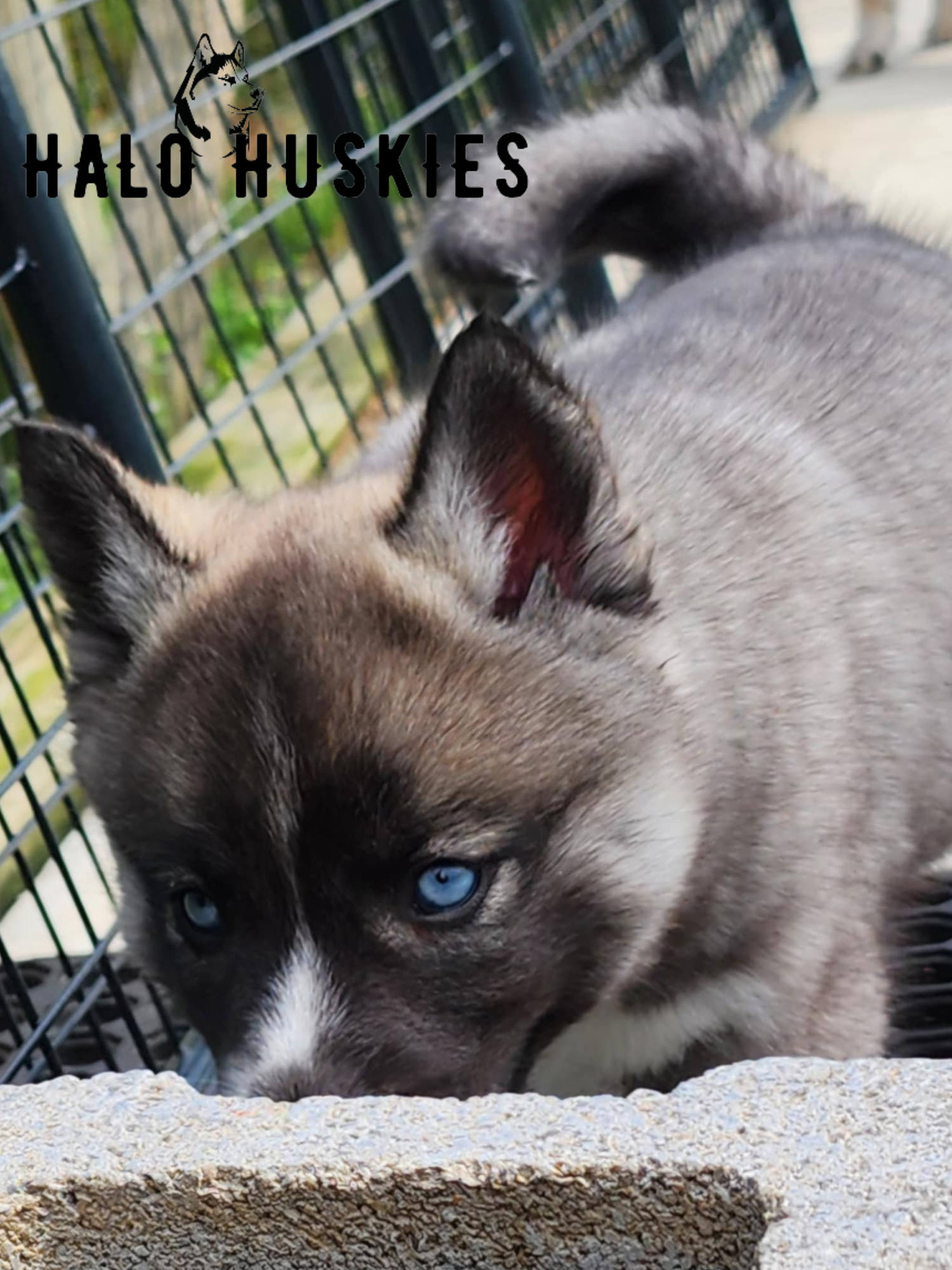 Sold: Agouti Husky Puppy (Ruby’s Female #1) — Halo Huskies