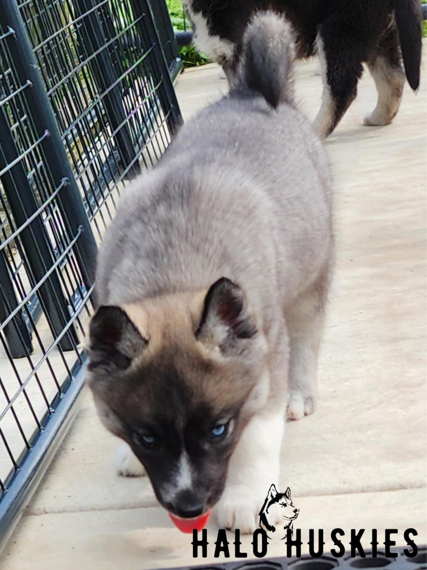Ruby Clyde Sold: Agouti Husky Puppy (Ruby’s Female #1) — Halo Huskies