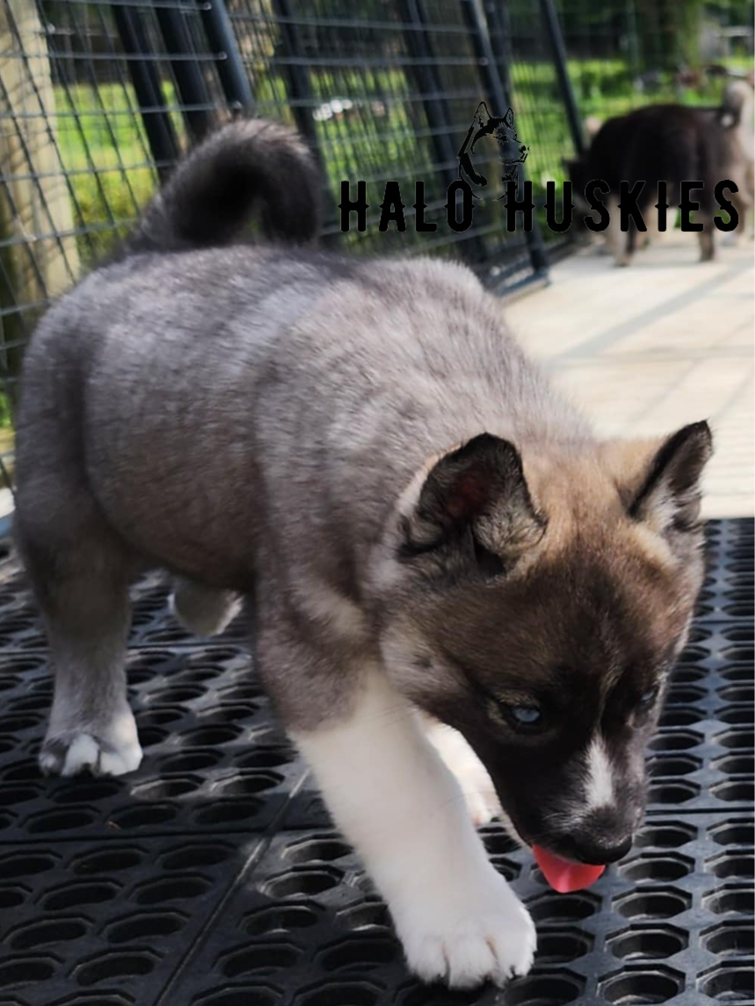Sold: Agouti Husky Puppy (Ruby’s Female #1) — Halo Huskies