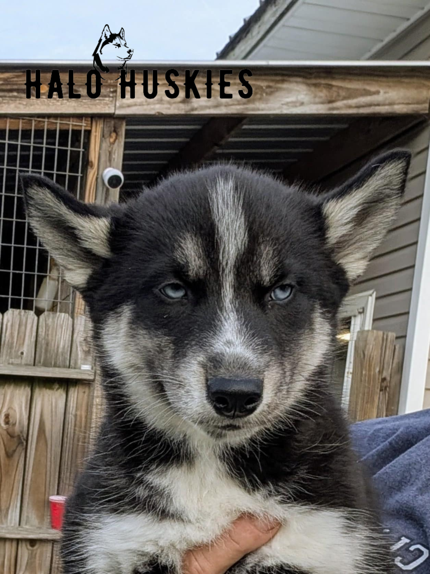 Sold: Black and Tan Husky Puppy (Ruby’s Female #3) — Halo Huskies