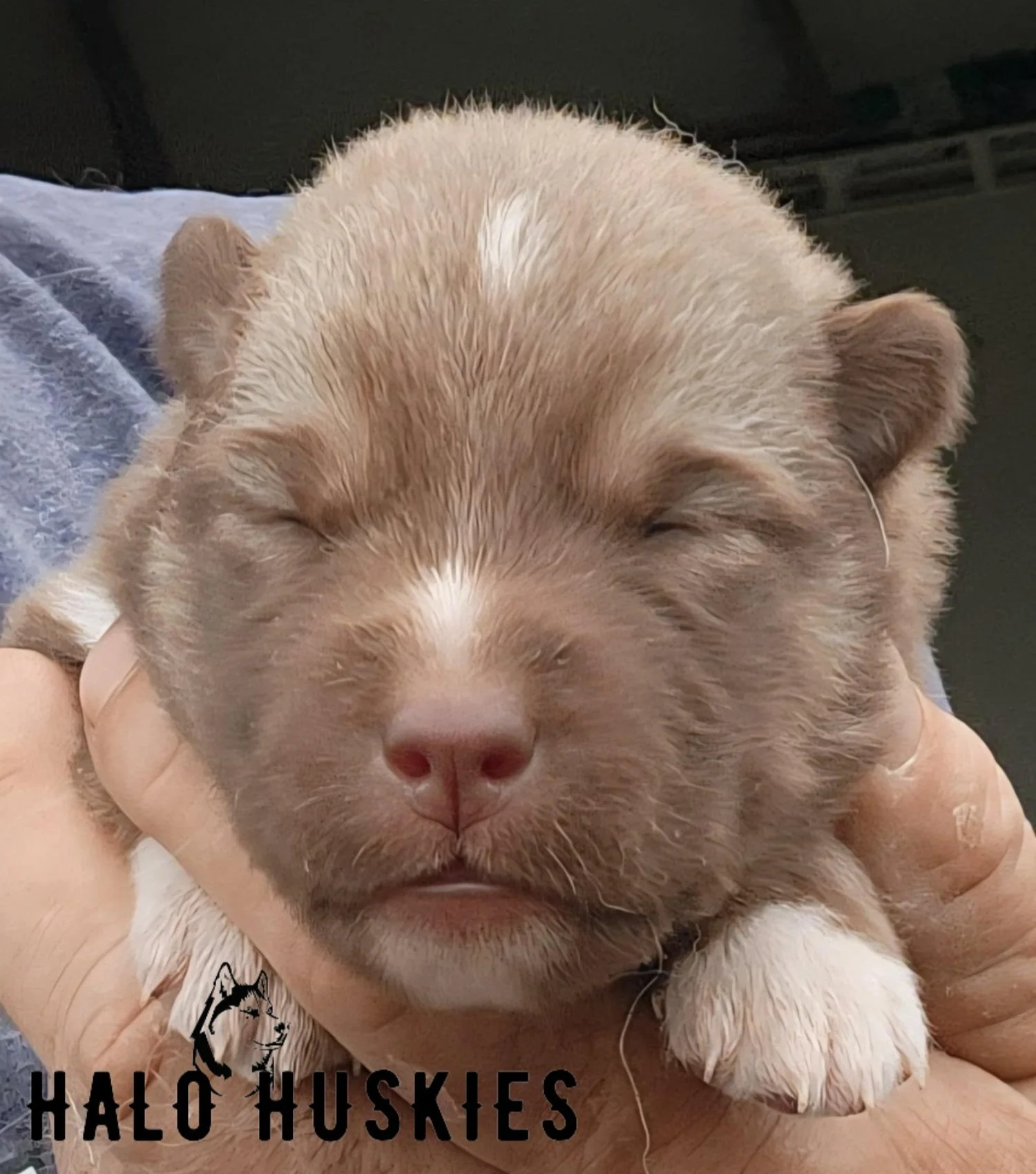 Cersei+Chaska+F3+%284%29.jpg