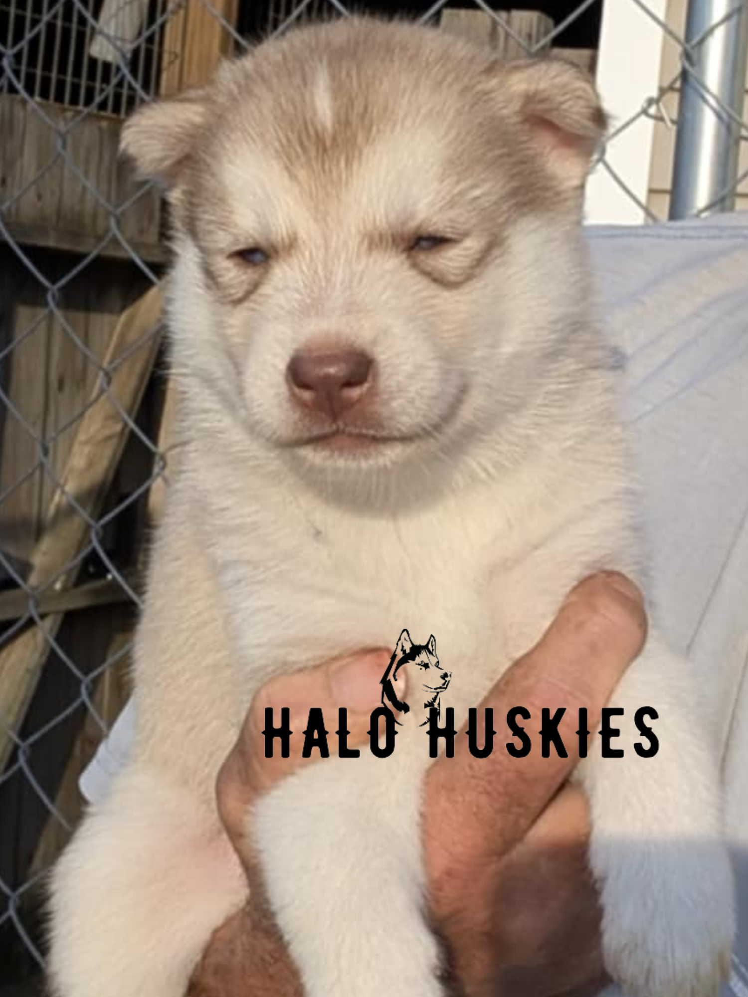 Sold: Light Red Husky Puppy (Cersei’s Female #1) — Halo Huskies