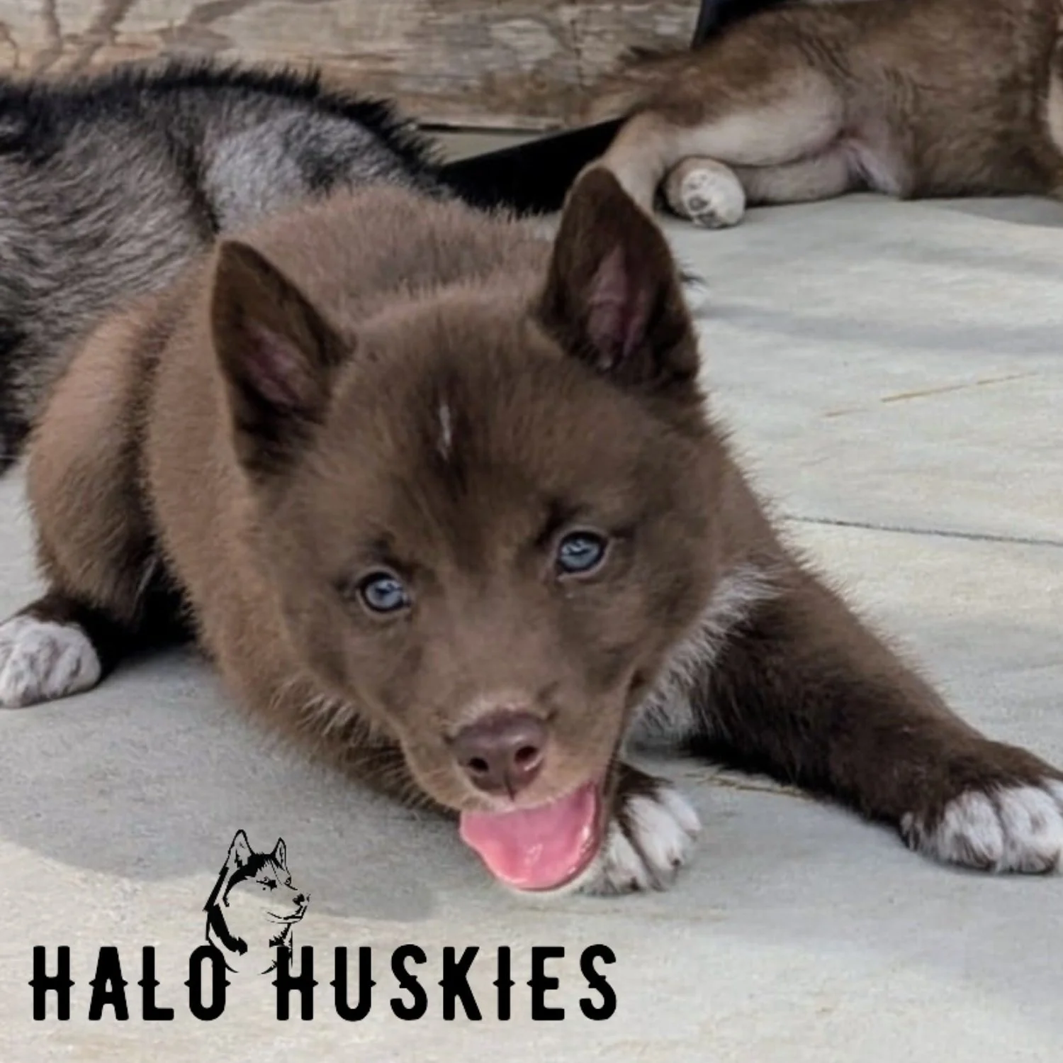 Sold: Copper Husky Puppy (Cersei’s Male #6)