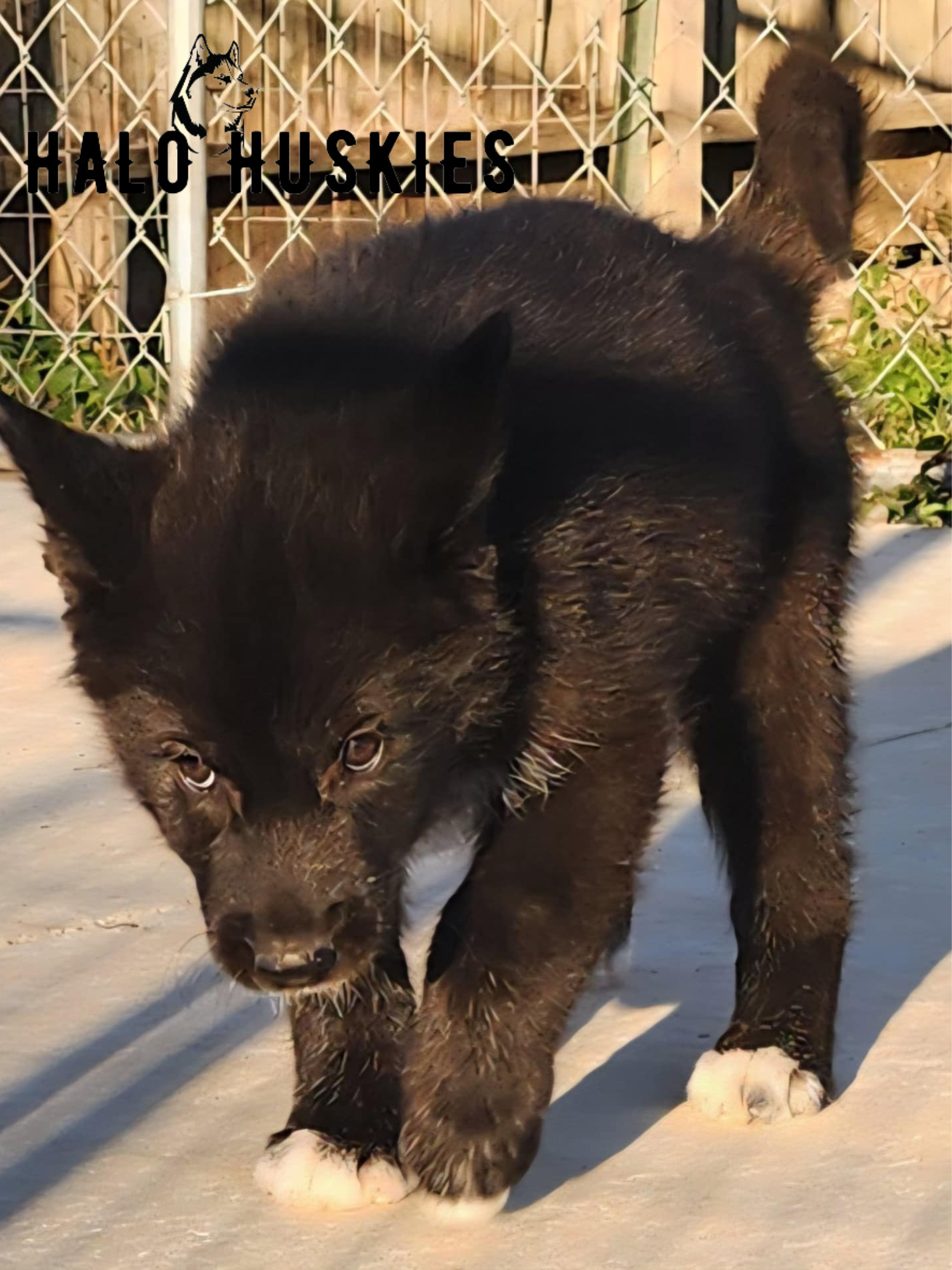 Pure Black Husky