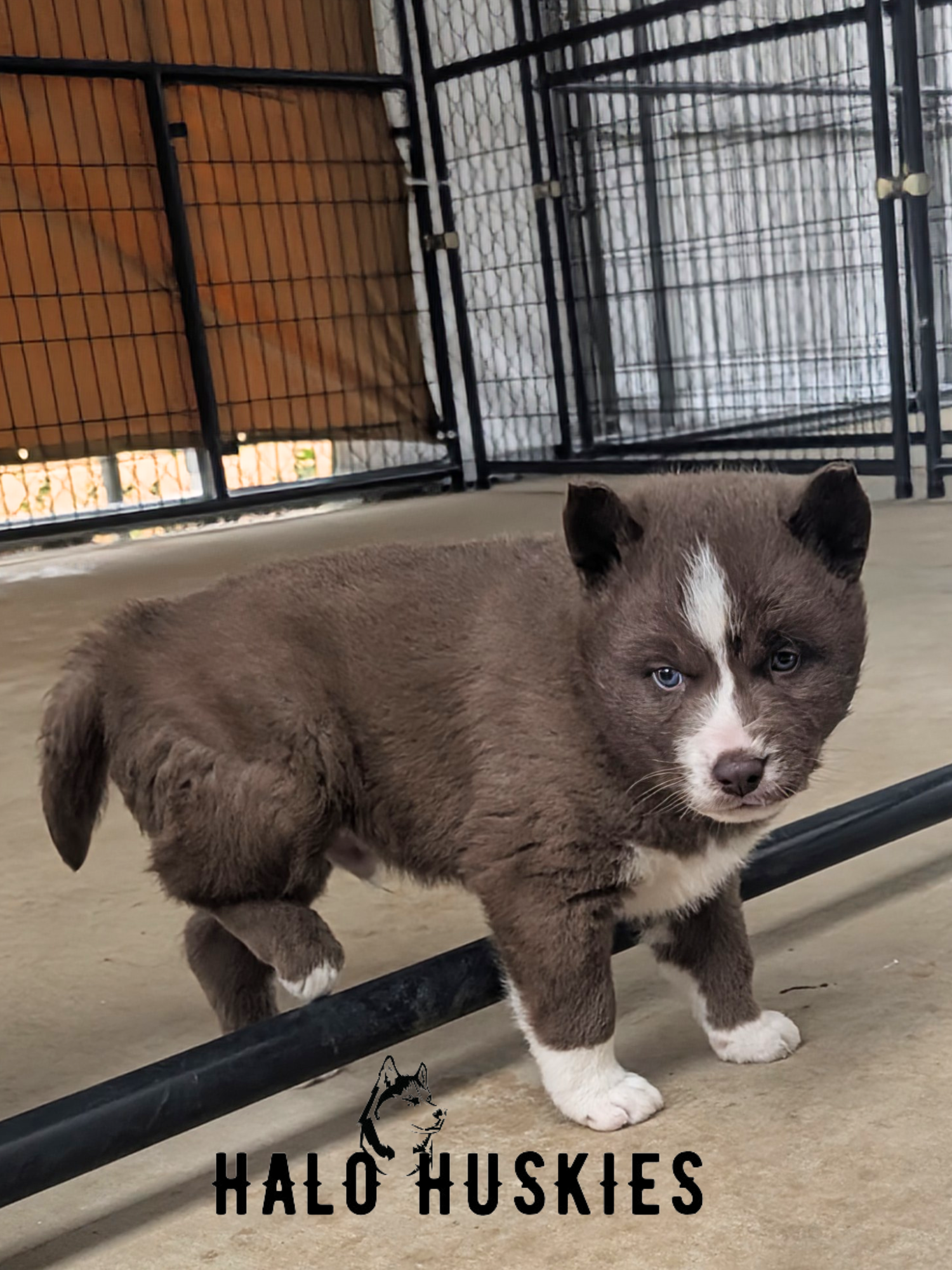Sold: Copper/White Husky Puppy (Raven’s Male #3) — Halo Huskies
