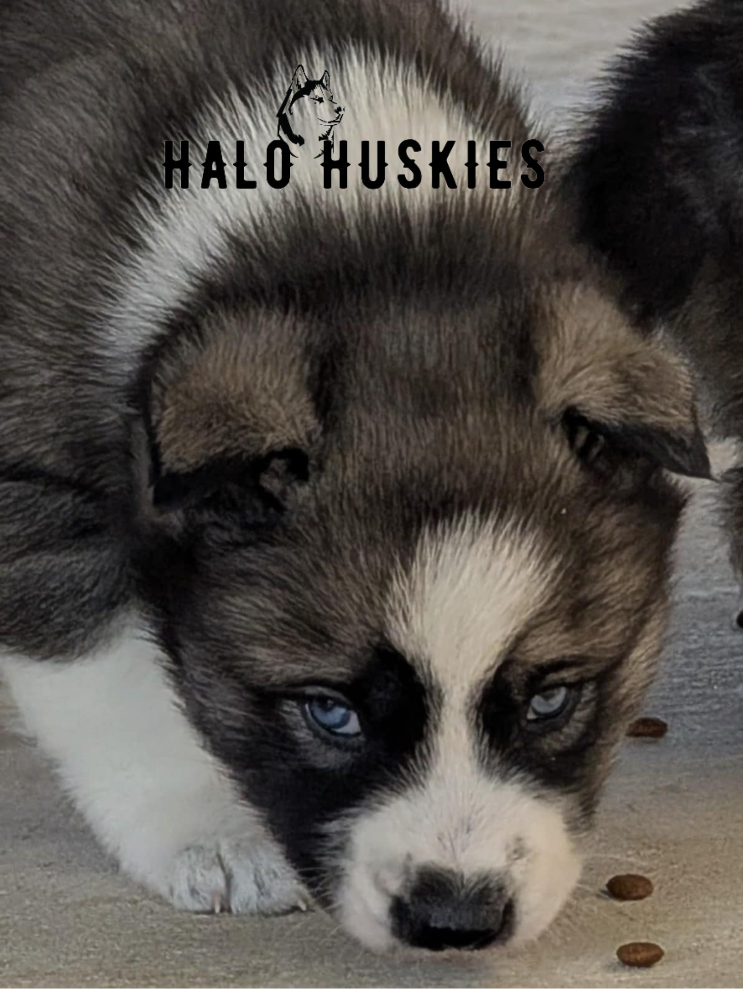 Ruby Clyde Sold: Agouti/White Husky Puppy (Ruby’s Male #1) — Halo Huskies