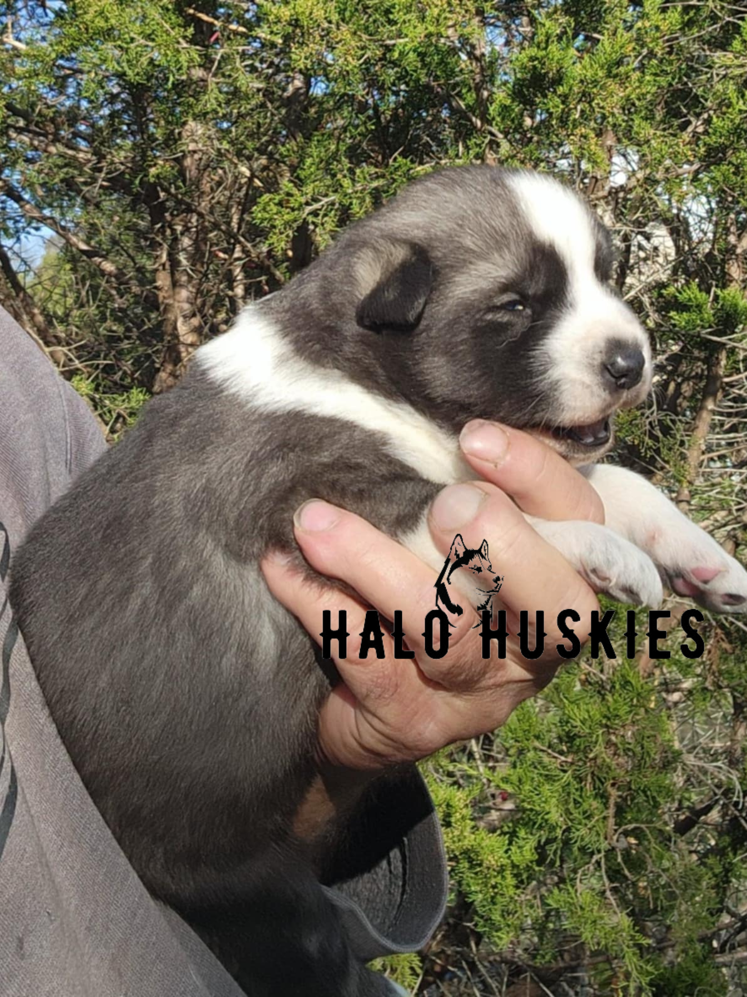 Ruby Clyde Sold: Agouti/White Husky Puppy (Ruby’s Male #1) — Halo Huskies