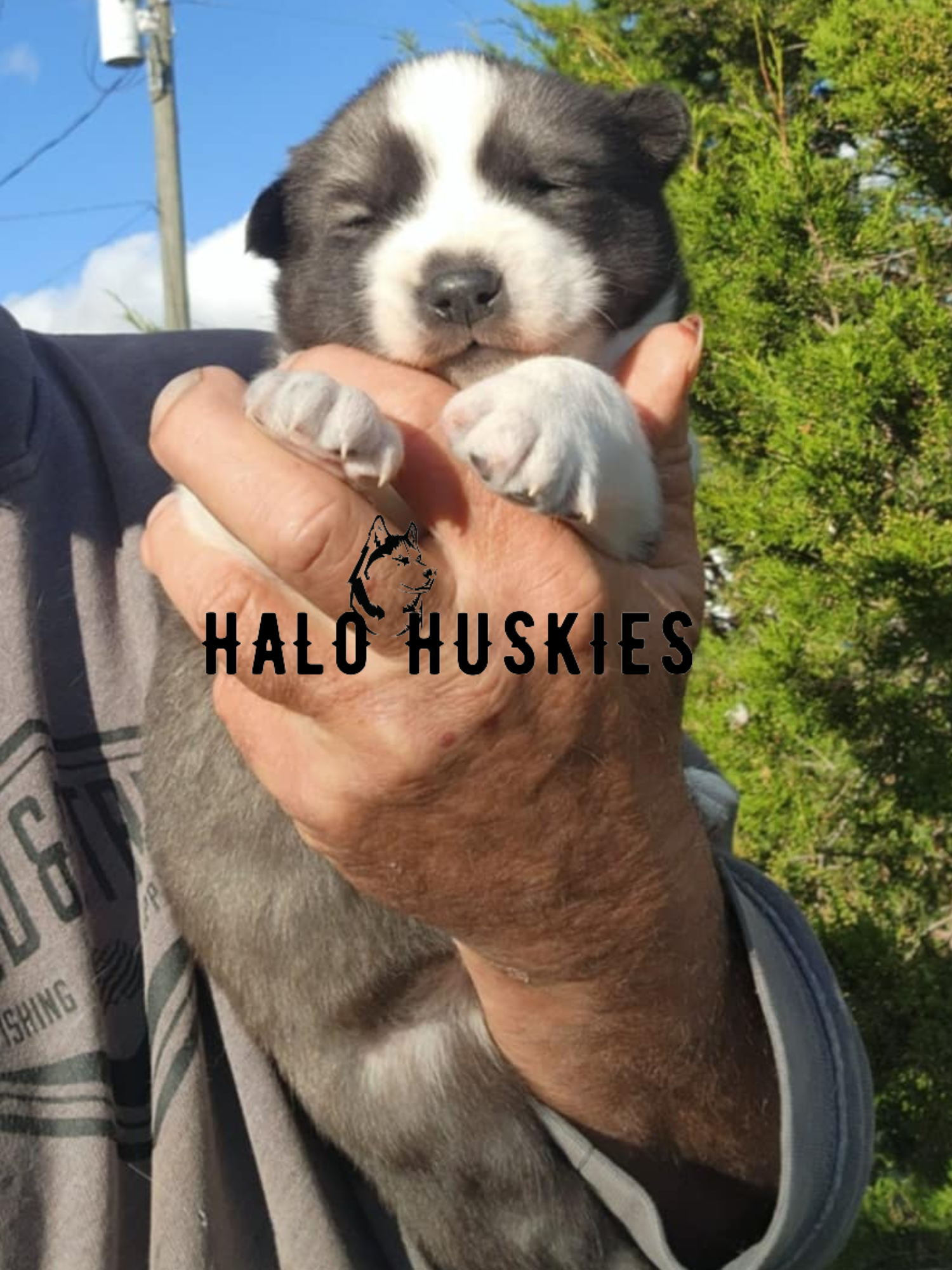 Sold: Agouti/White Husky Puppy (Ruby’s Male #1) — Halo Huskies