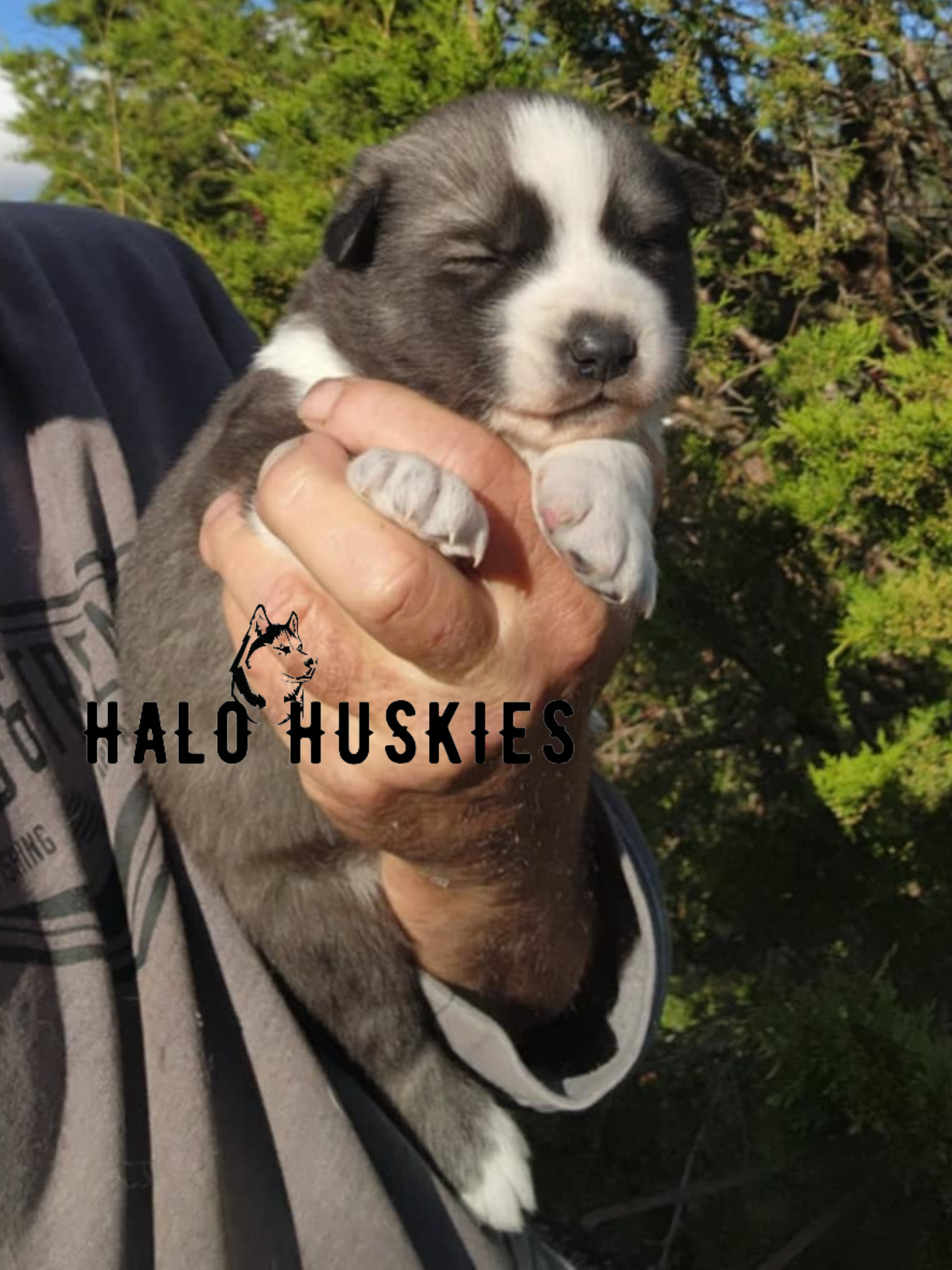 Ruby Clyde Sold: Agouti/White Husky Puppy (Ruby’s Male #1) — Halo Huskies