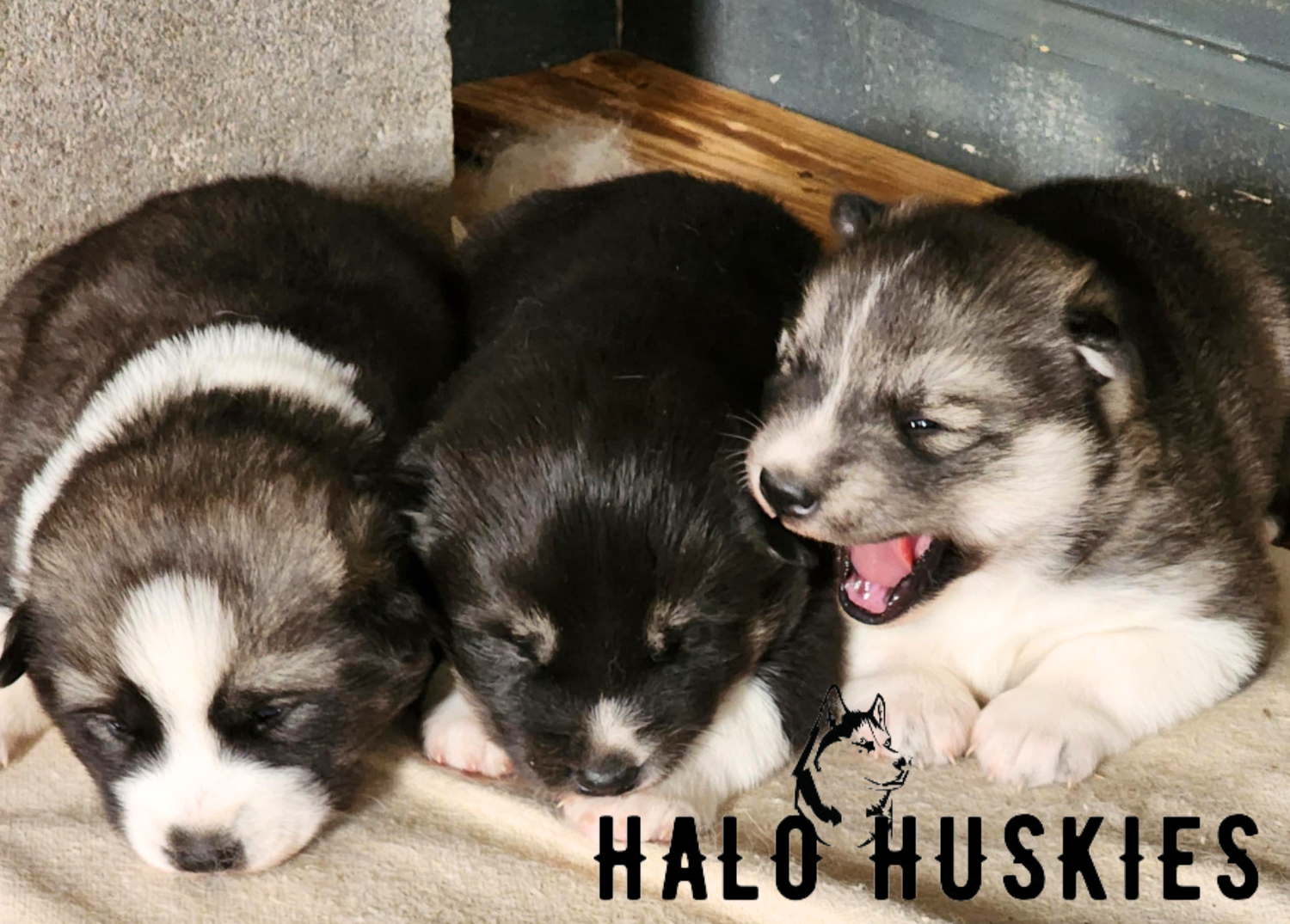 Ruby+Clyde+Male+1+Male+2+Female+3.png