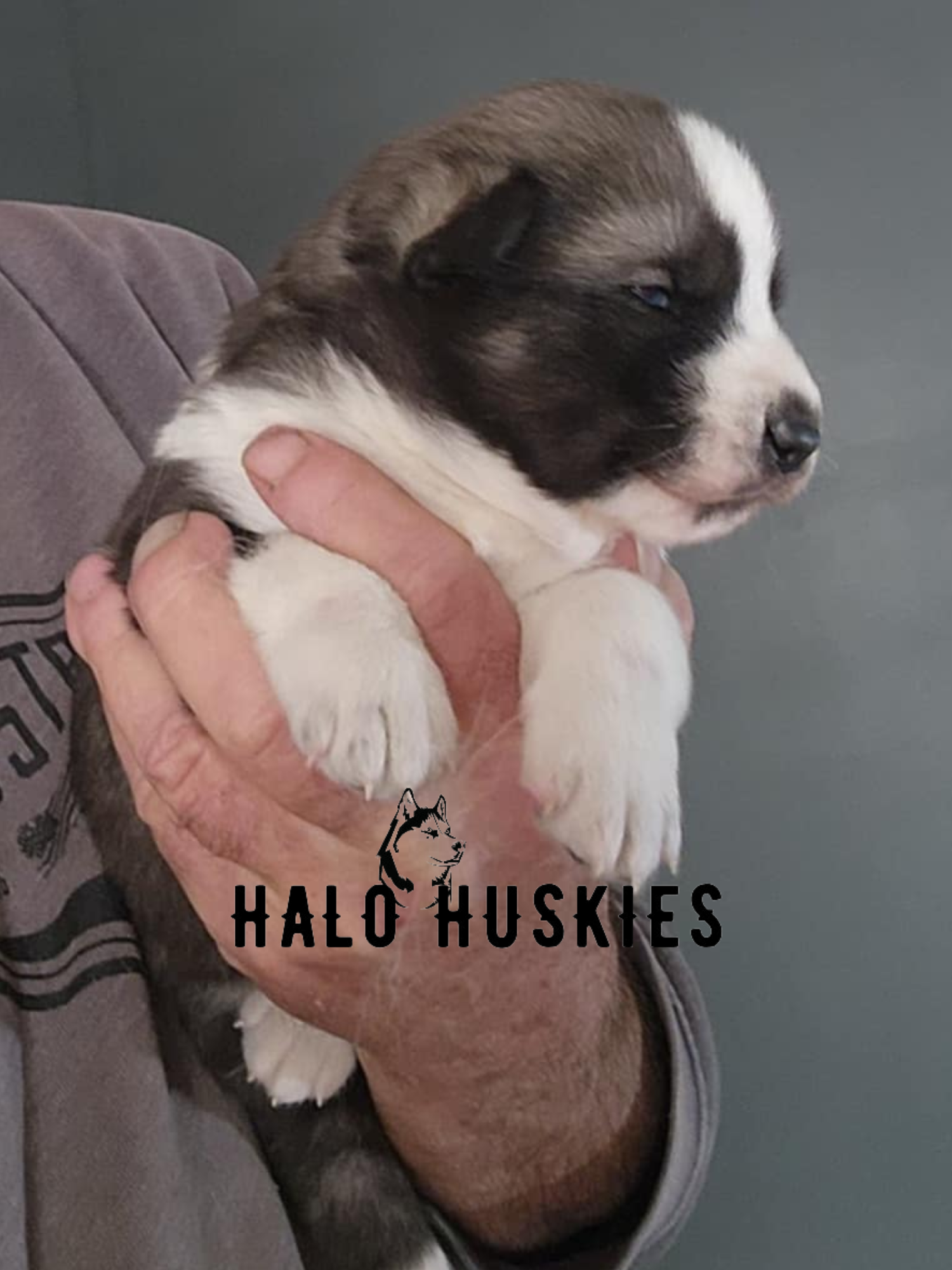 Ruby Clyde Sold: Agouti/White Husky Puppy (Ruby’s Male #1) — Halo Huskies