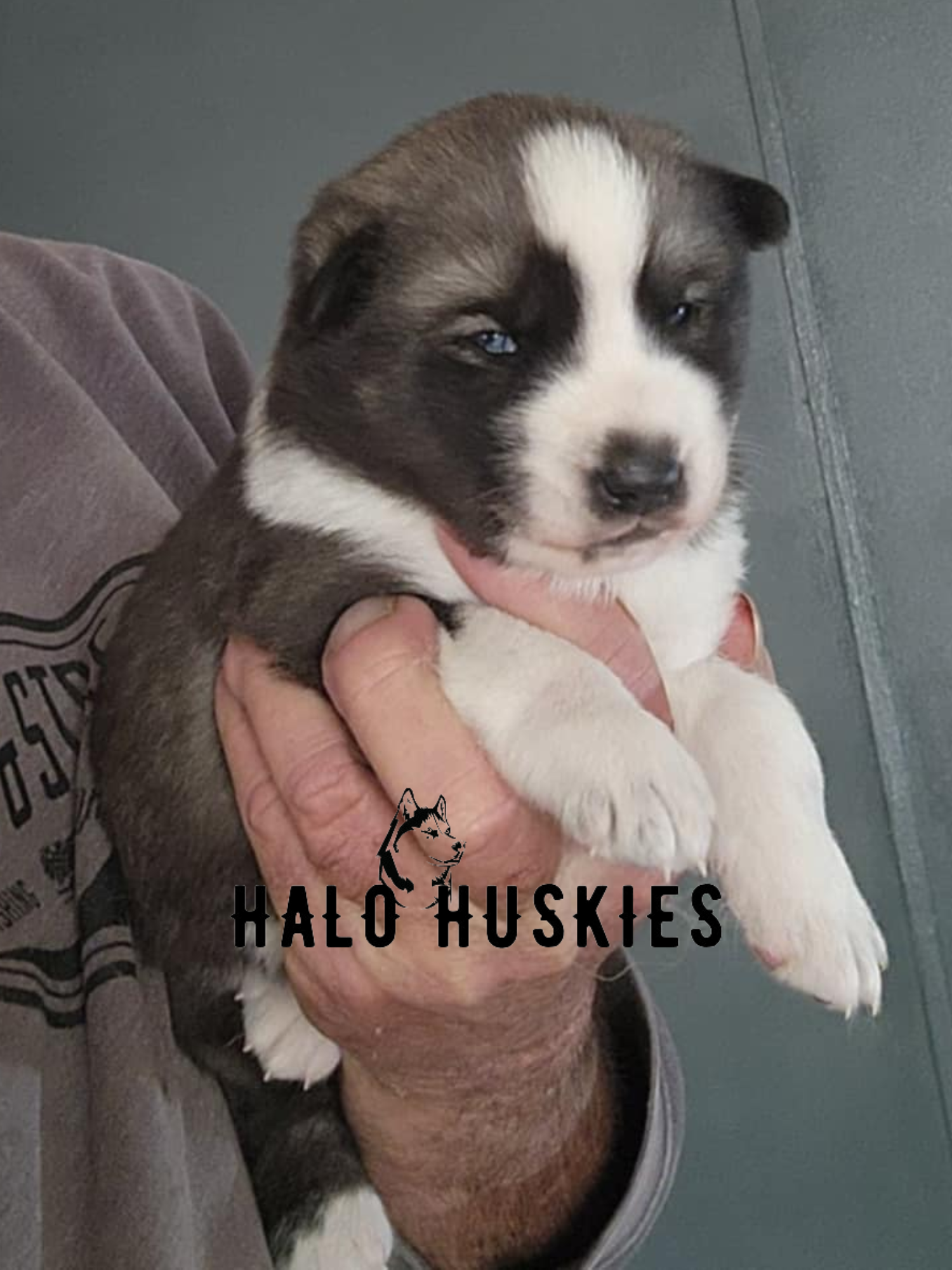 Sold: Agouti/White Husky Puppy (Ruby’s Male #1) — Halo Huskies