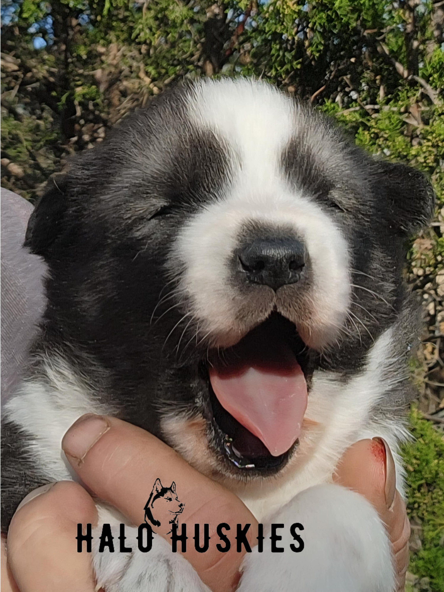 Ruby Clyde Sold: Agouti/White Husky Puppy (Ruby’s Male #1) — Halo Huskies
