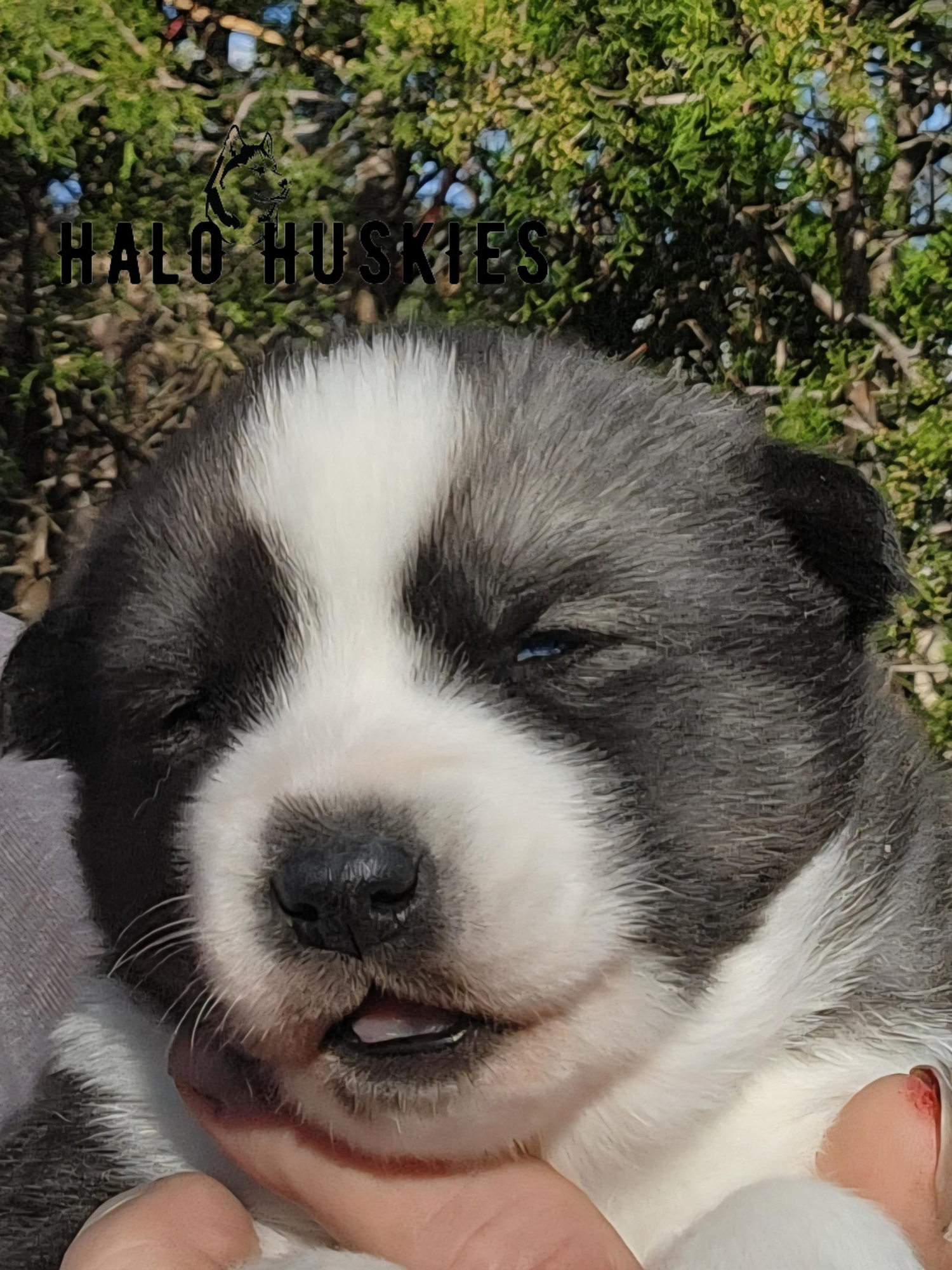 Ruby Clyde Sold: Agouti/White Husky Puppy (Ruby’s Male #1) — Halo Huskies