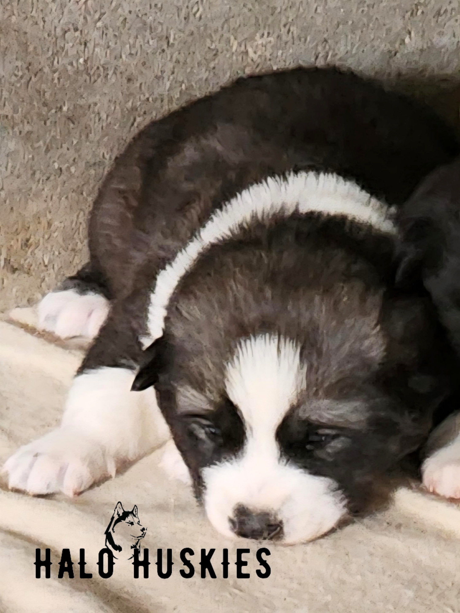 Sold: Agouti/White Husky Puppy (Ruby’s Male #1) — Halo Huskies