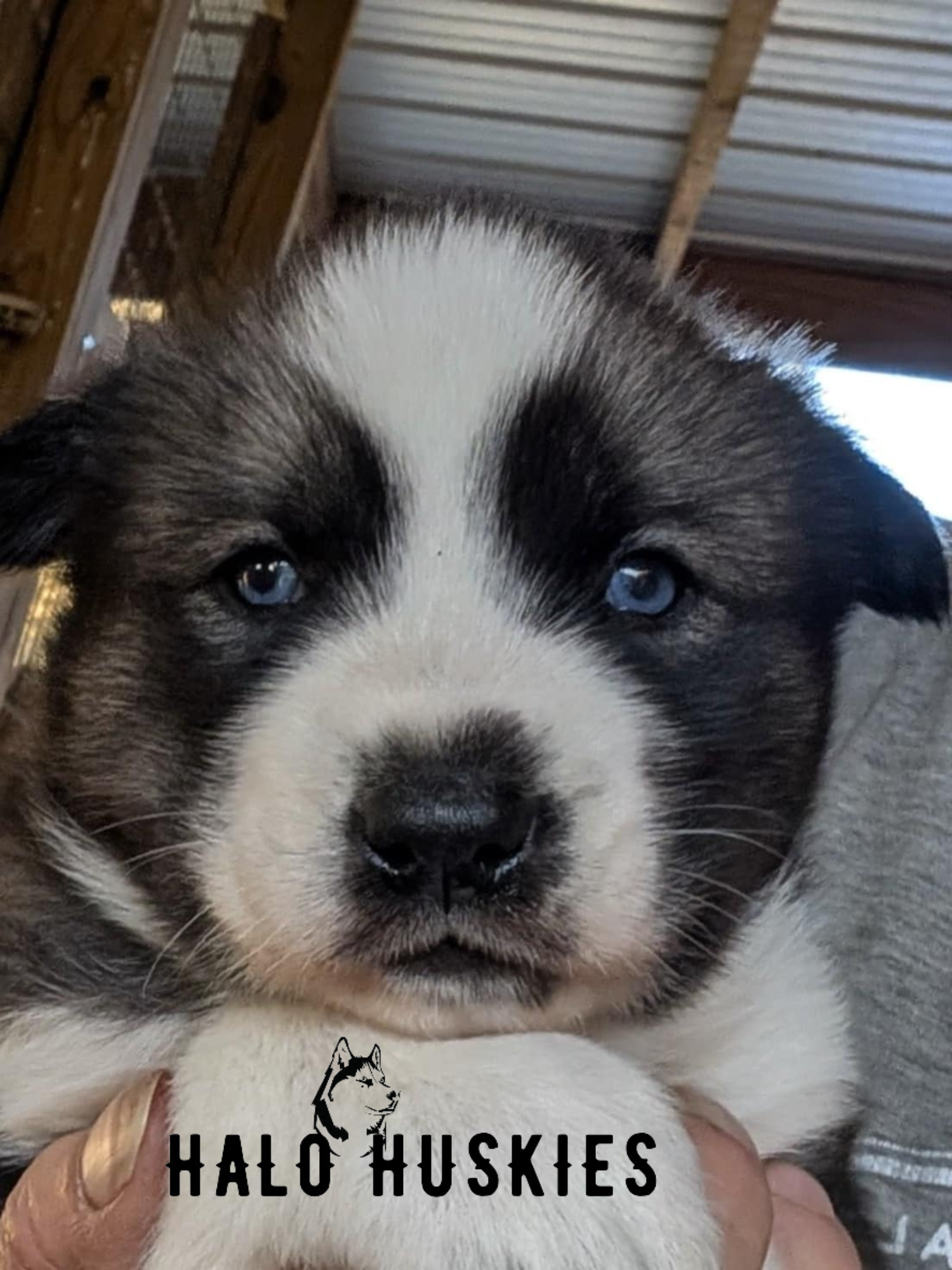 Ruby Clyde Male 1.png