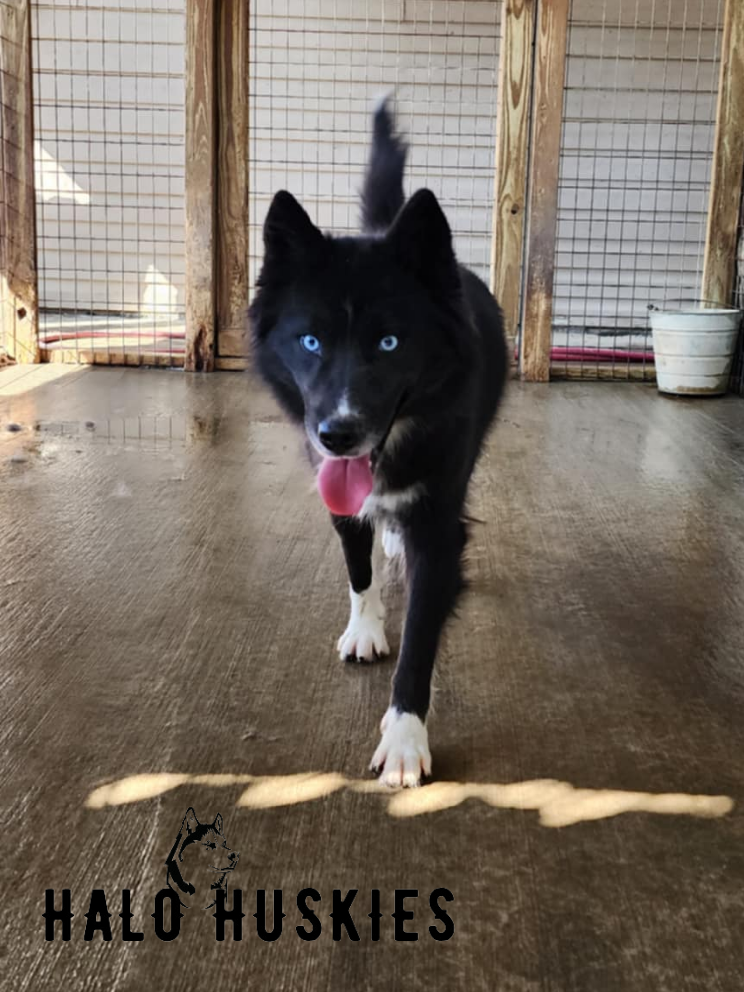 White Siberian Husky Puppy for Sale — Halo Huskies