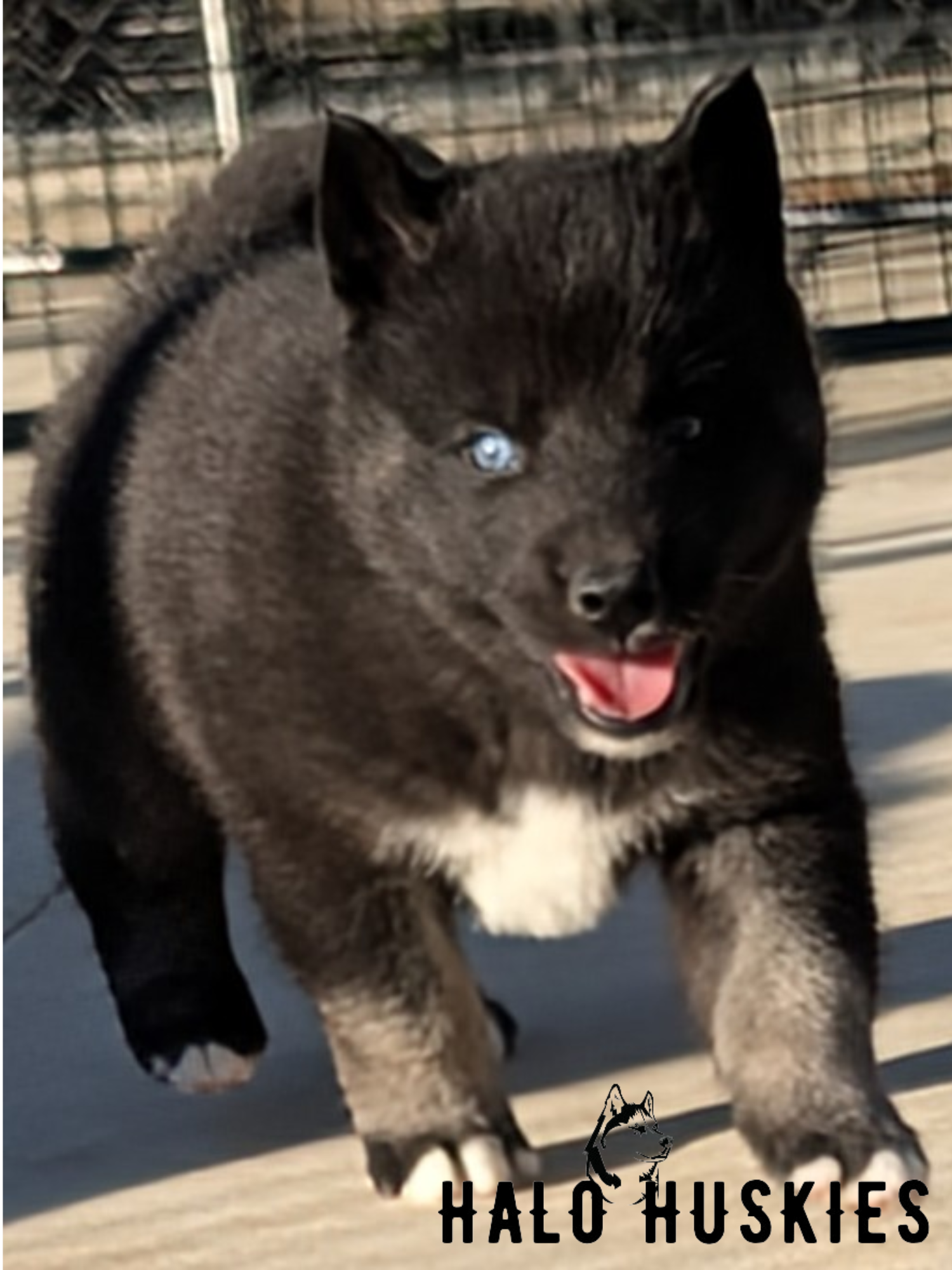 RavenPharo M1 (4).png