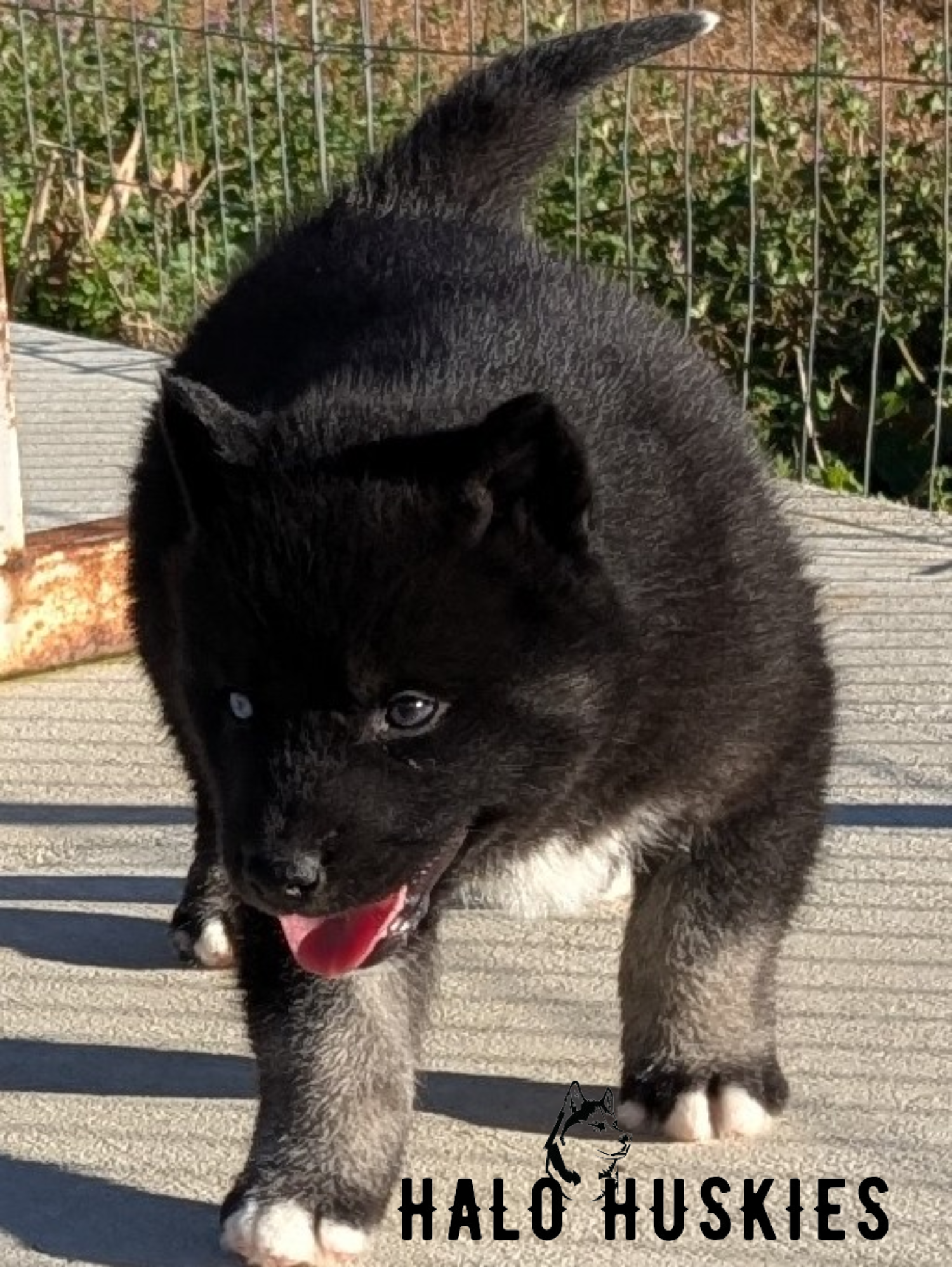 RavenPharo M1 (5).png