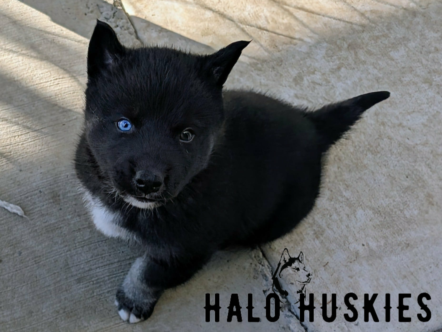Dark Agouti Husky Puppy (Raven’s Male #1) (Reserved)
