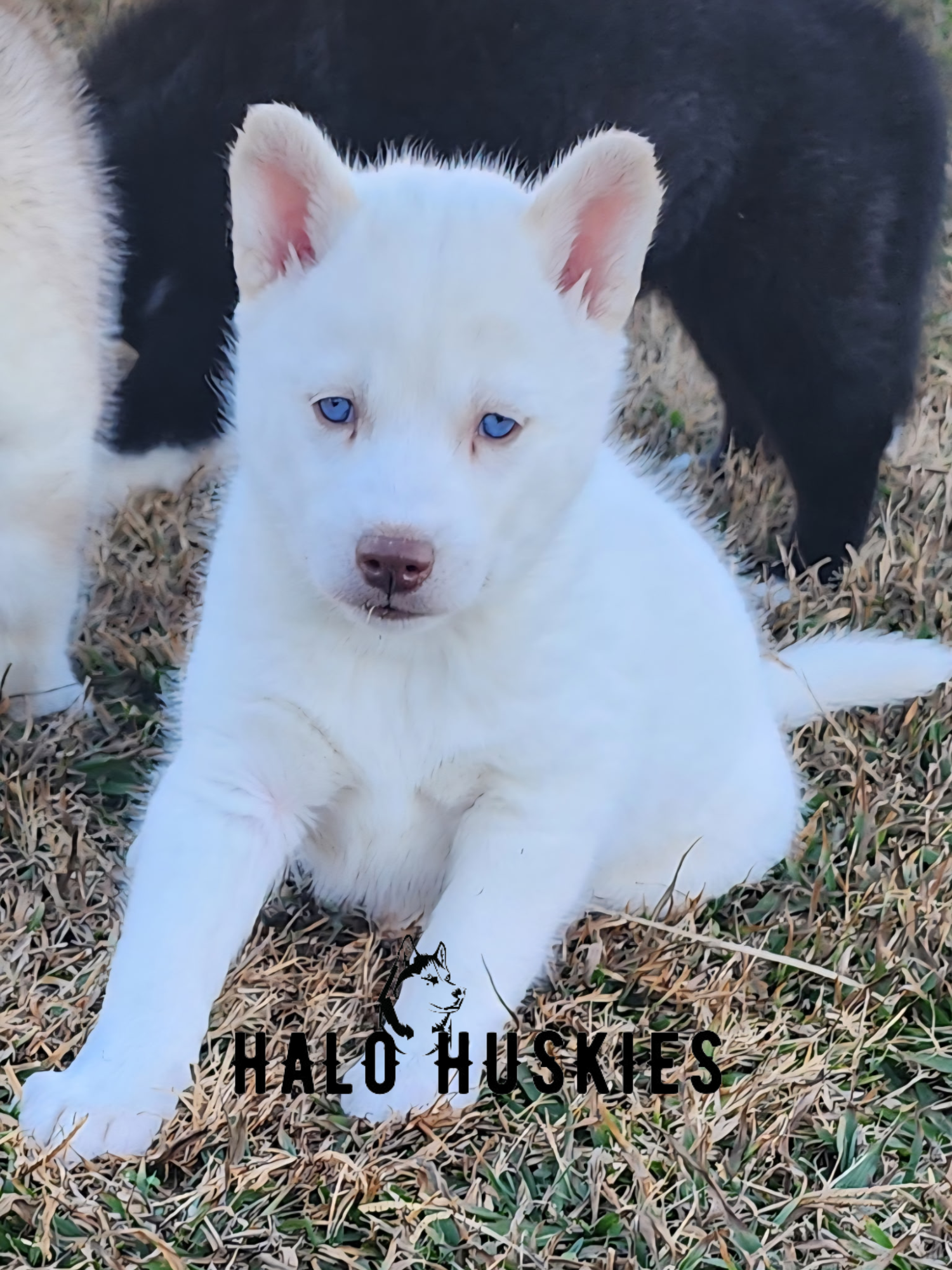 Sold: White Husky Puppy (Spirit’s Female #1)