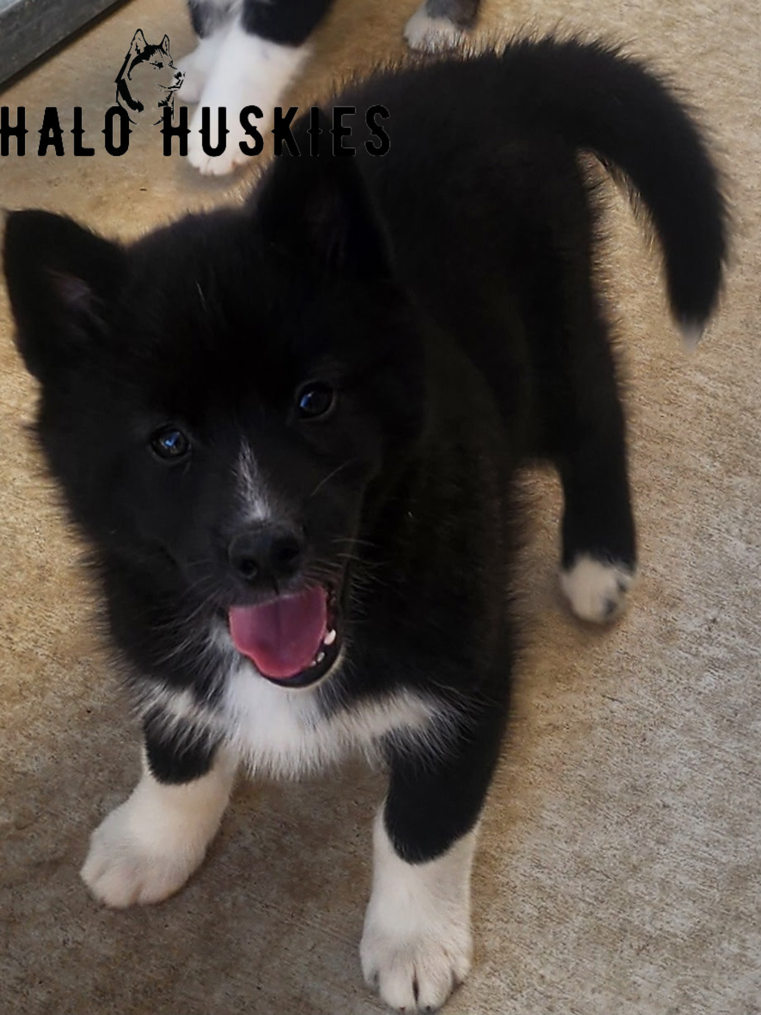 Sold: Mostly Black Husky Puppy (Spirit’s Male #2)
