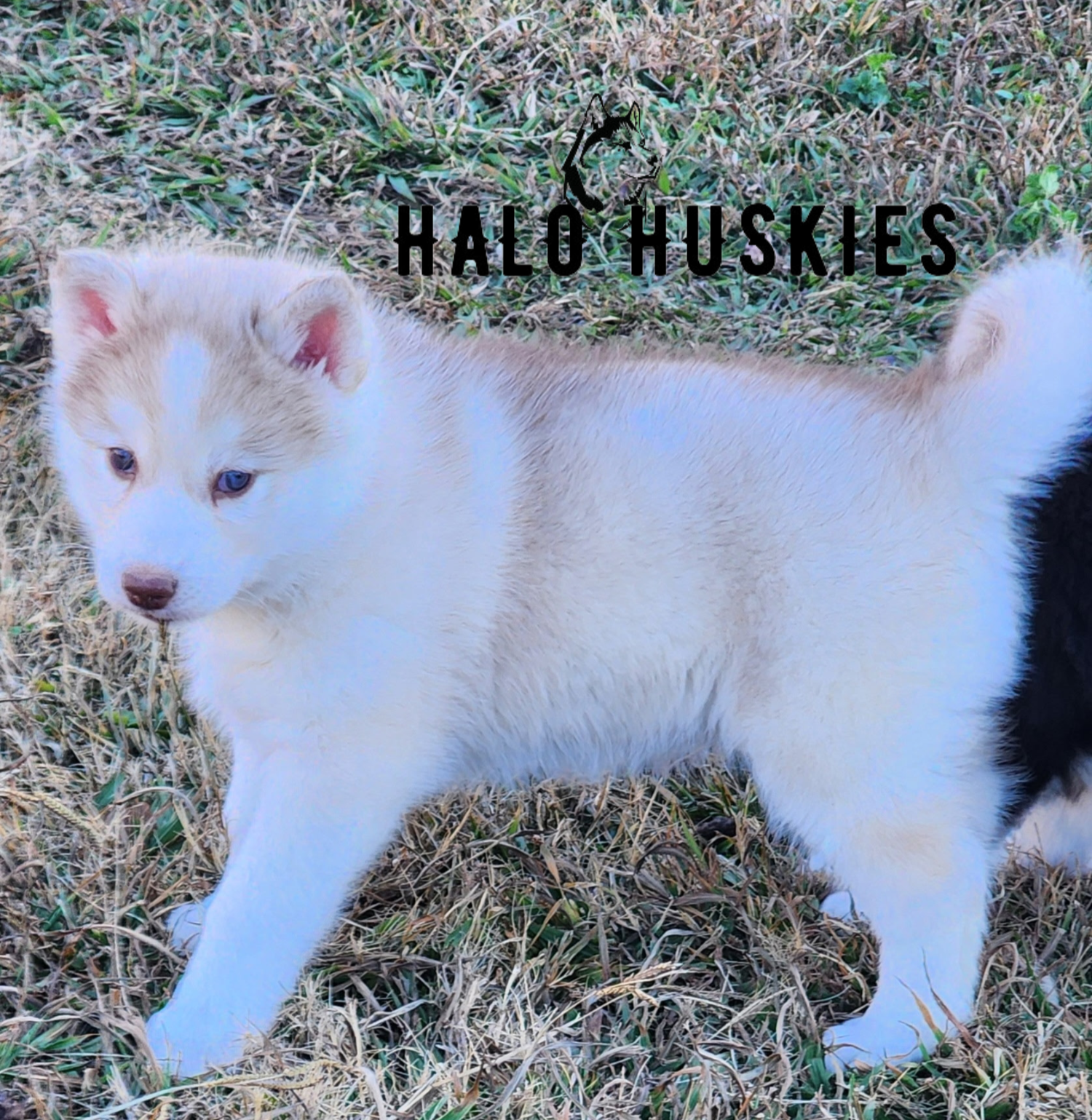 Sold: Red/White Husky Puppy (Spirit’s Male #3)