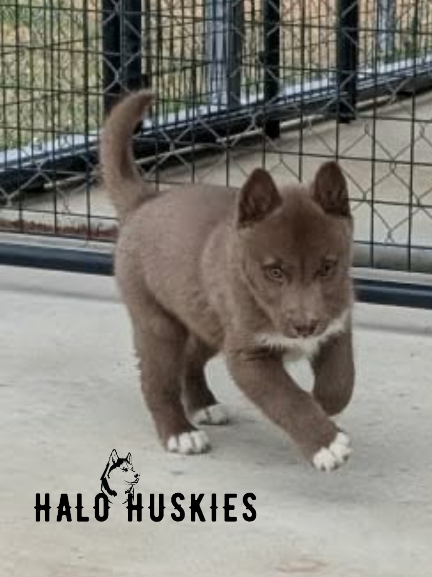 Copper Husky Puppy (Mystic’s Male #1) (Reserved)