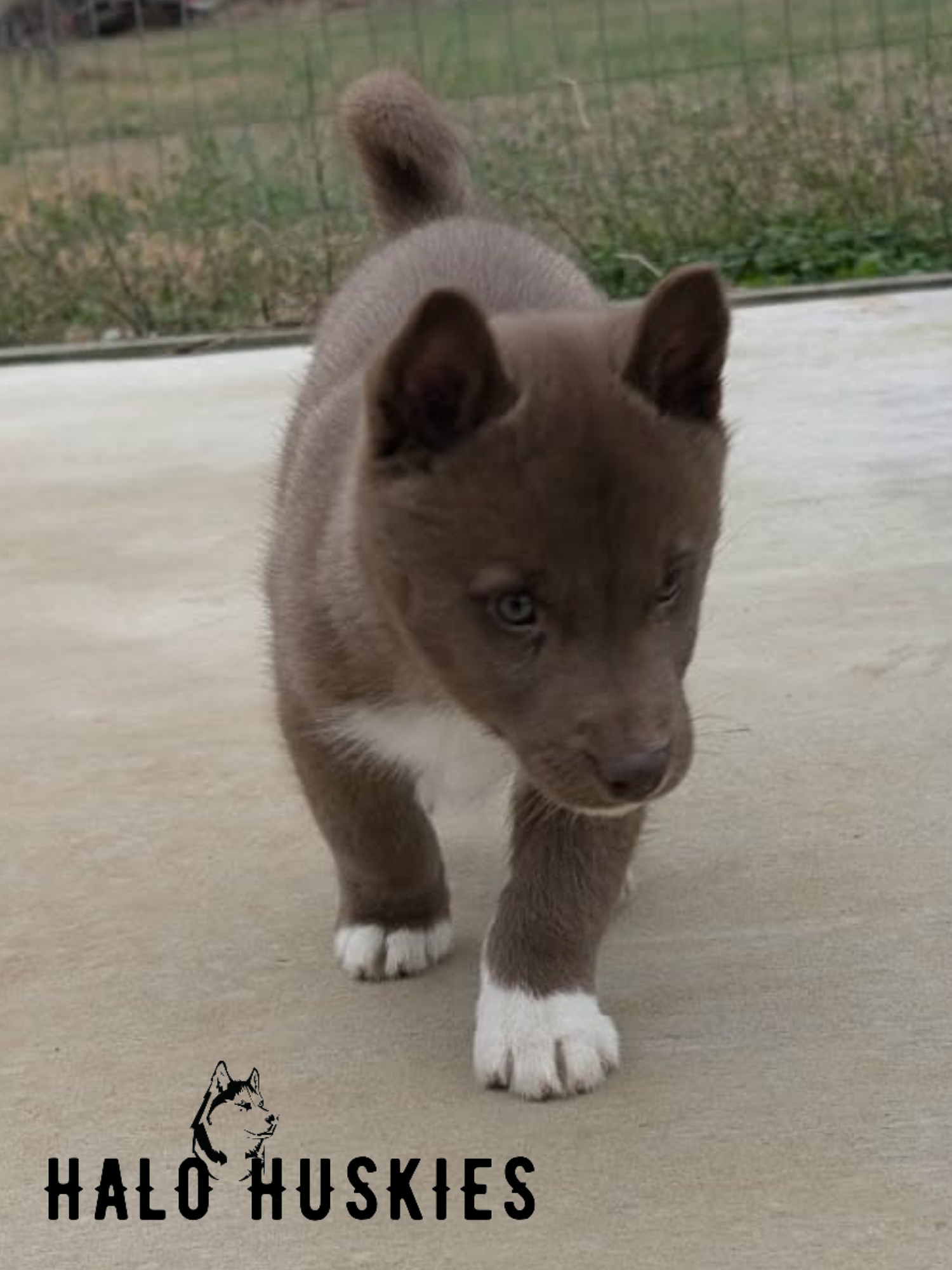 Mystic Leo Male 1 (5).png