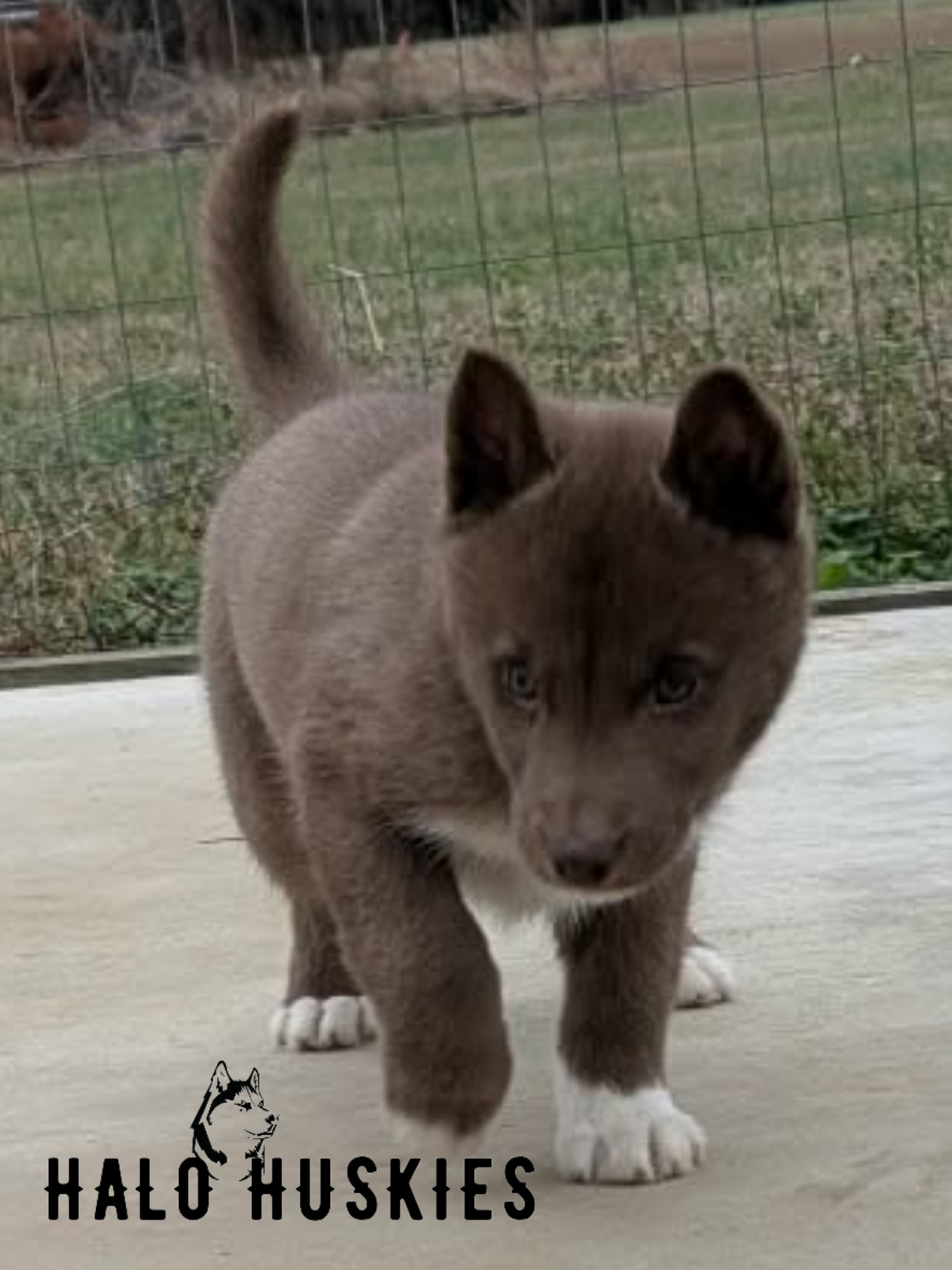 Sold: Copper Husky Puppy (Mystic’s Male #1) — Halo Huskies