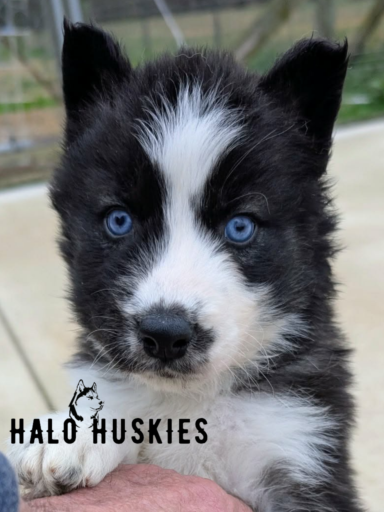 Available Now! Agouti/White Husky Puppy (Nona’s Male #1)